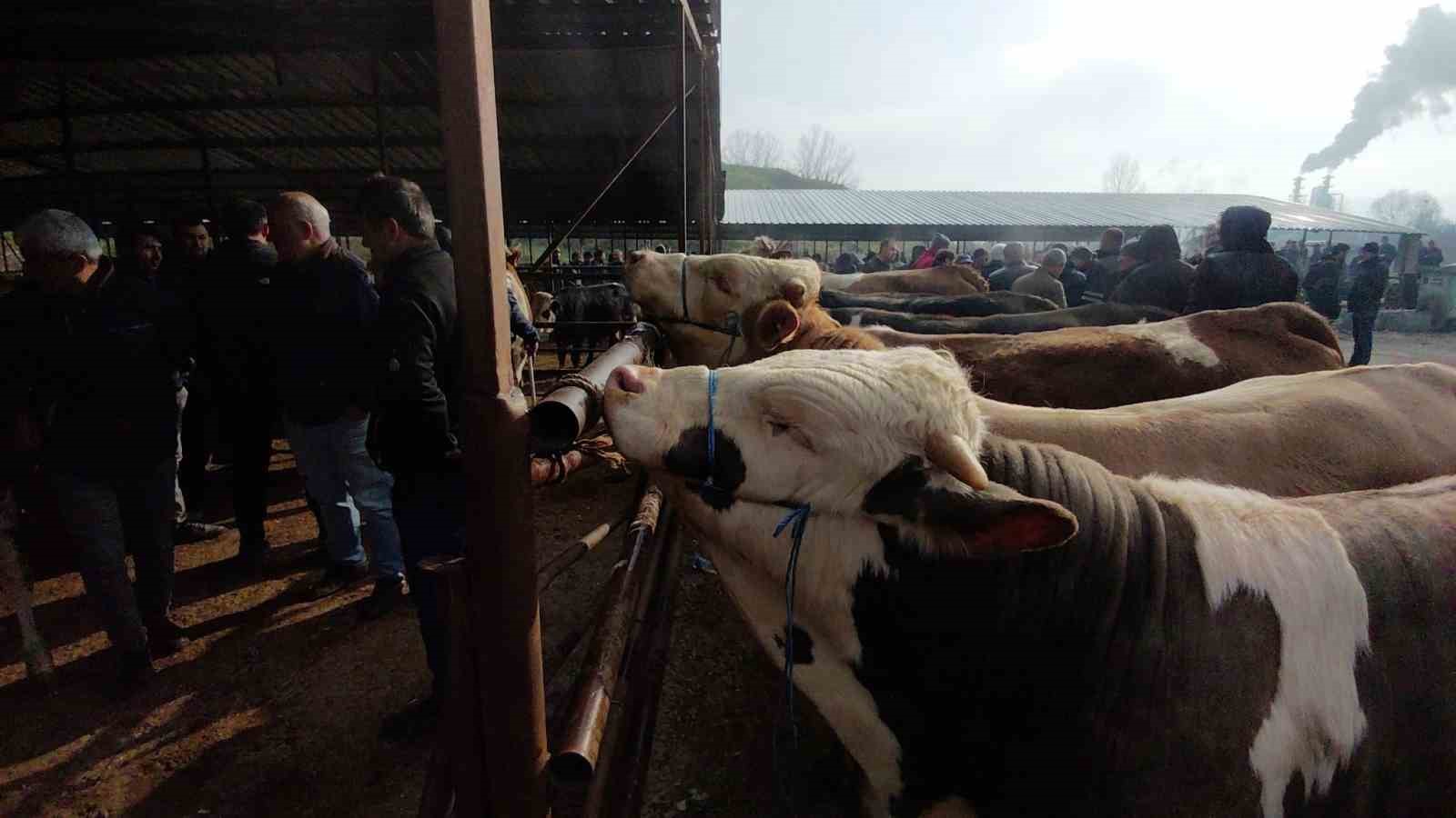 Hayvan pazarında hararetli pazarlık kamerada
Hayvan pazarında hararetli pazarlık kamerada