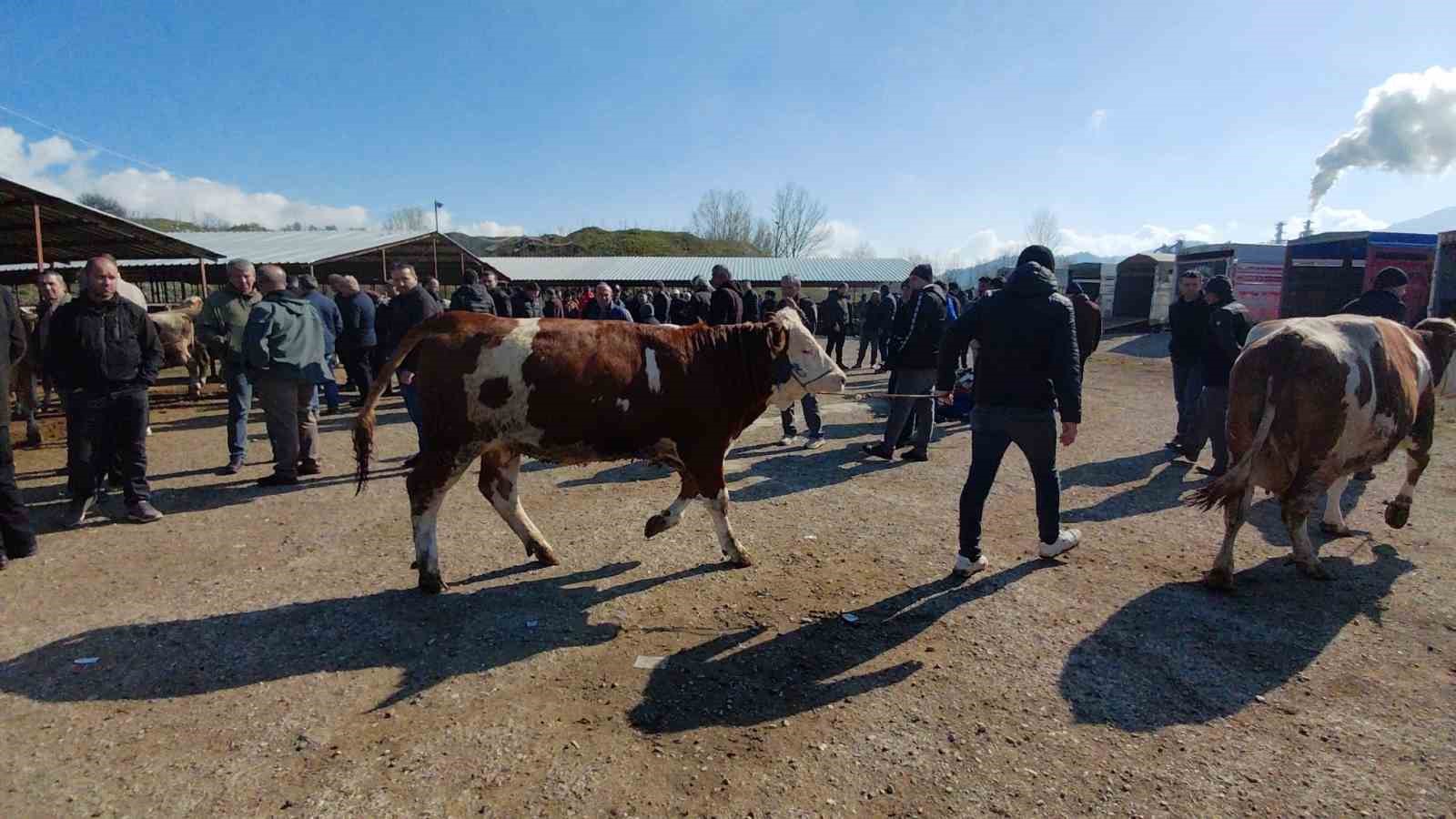 Hayvan pazarında hararetli pazarlık kamerada
Hayvan pazarında hararetli pazarlık kamerada