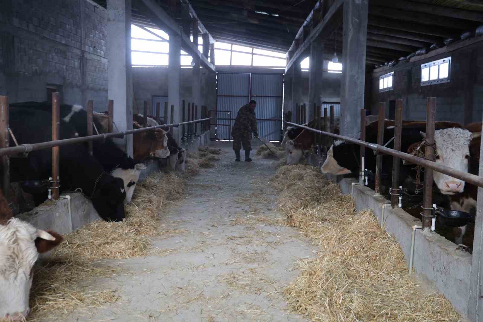 Hayvan üreticilerinin kurtlarla başı dertte
