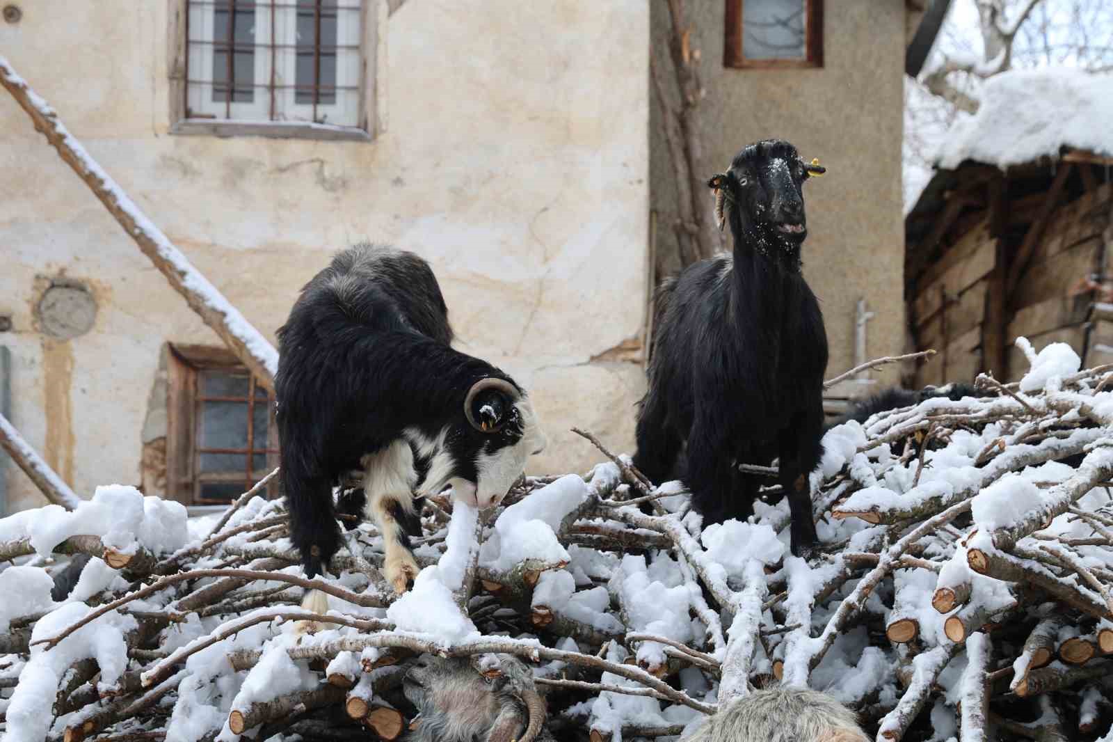 Hayvan üreticilerinin kurtlarla başı dertte
