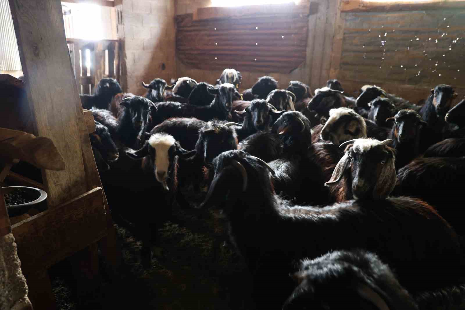 Hayvan üreticilerinin kurtlarla başı dertte
