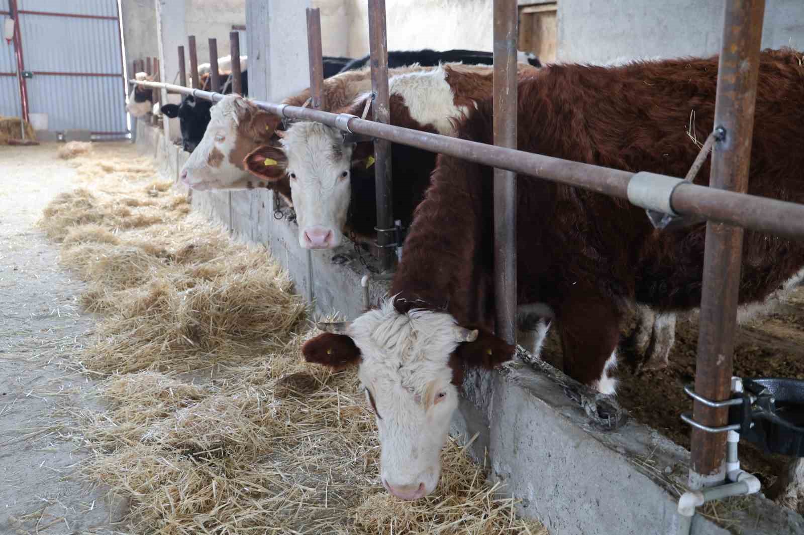 Hayvan üreticilerinin kurtlarla başı dertte
