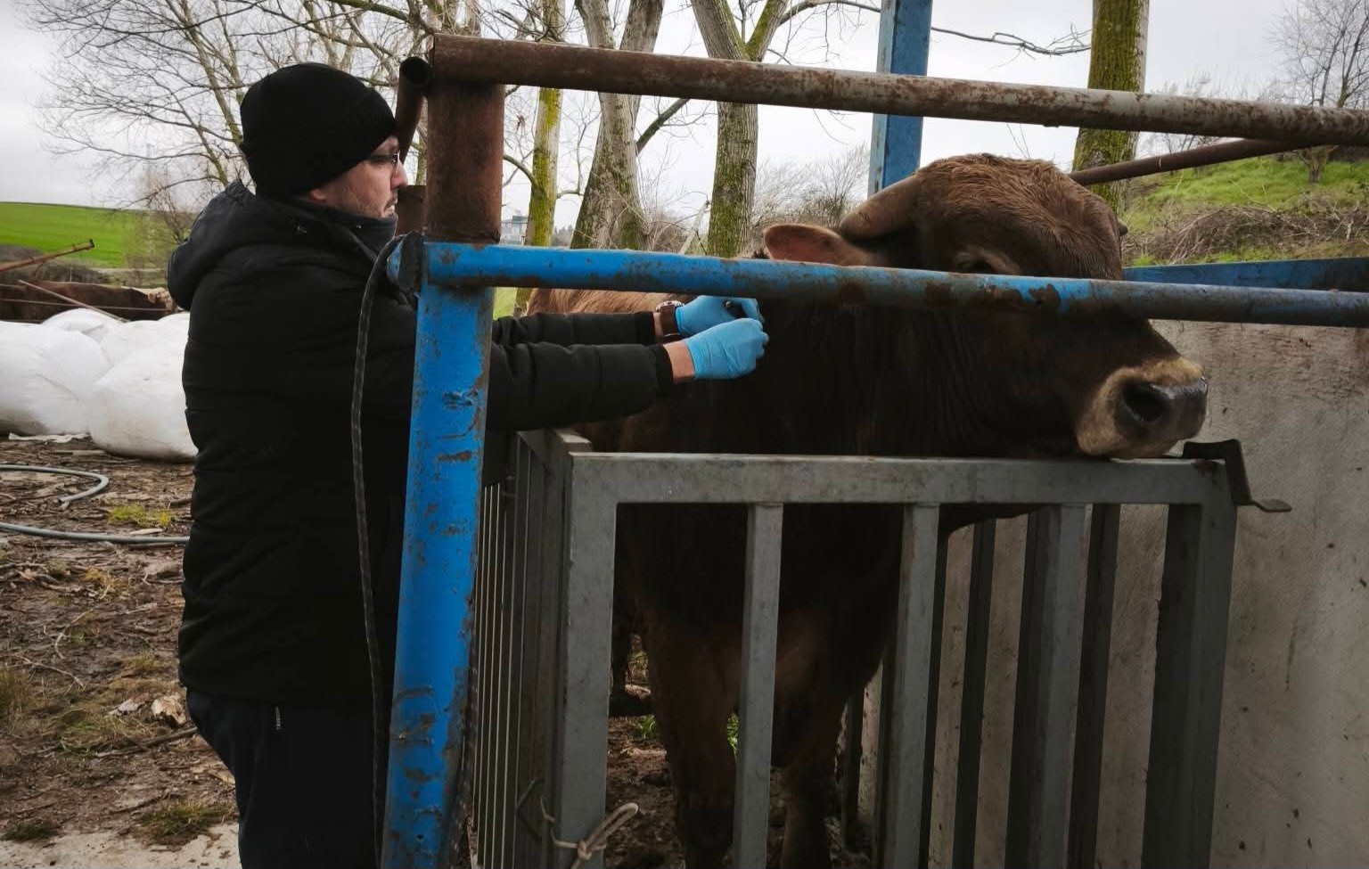 Hayvancılık işletmelerinde sağlık taraması yapıldı
