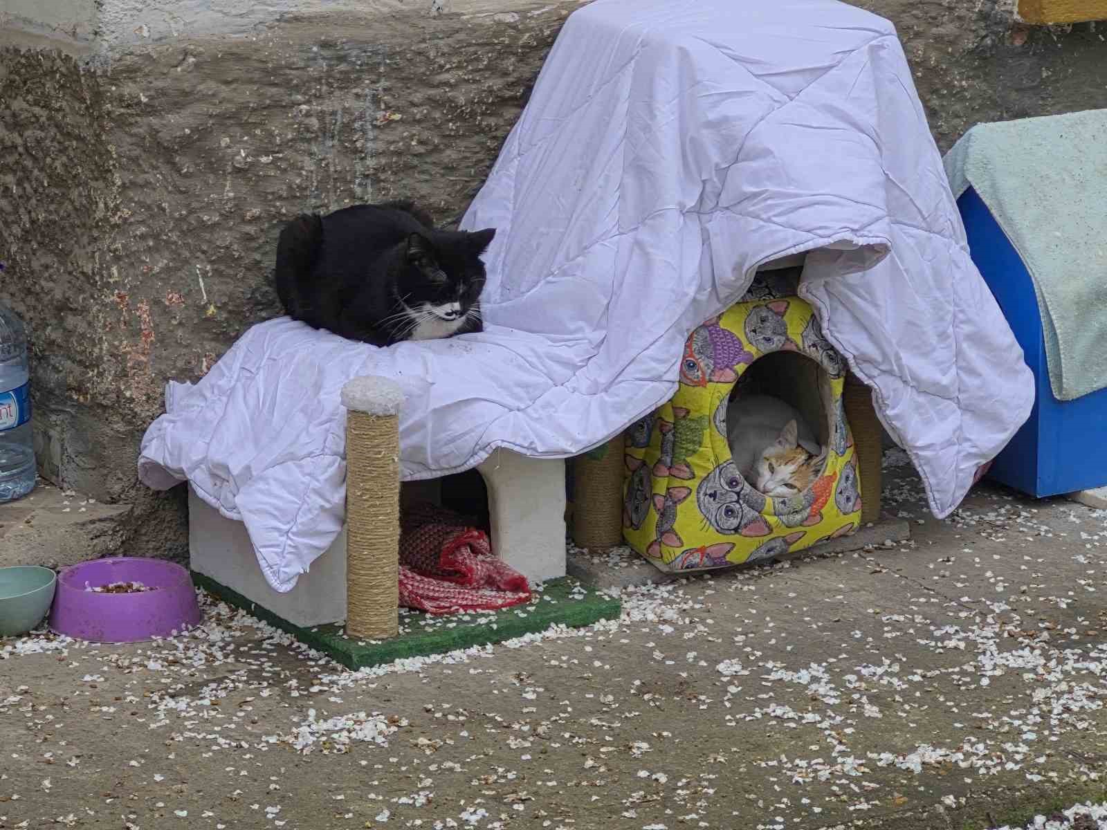 Hayvanseverlerin ilginç yazısı: "Kediler himayemiz altındadır"
