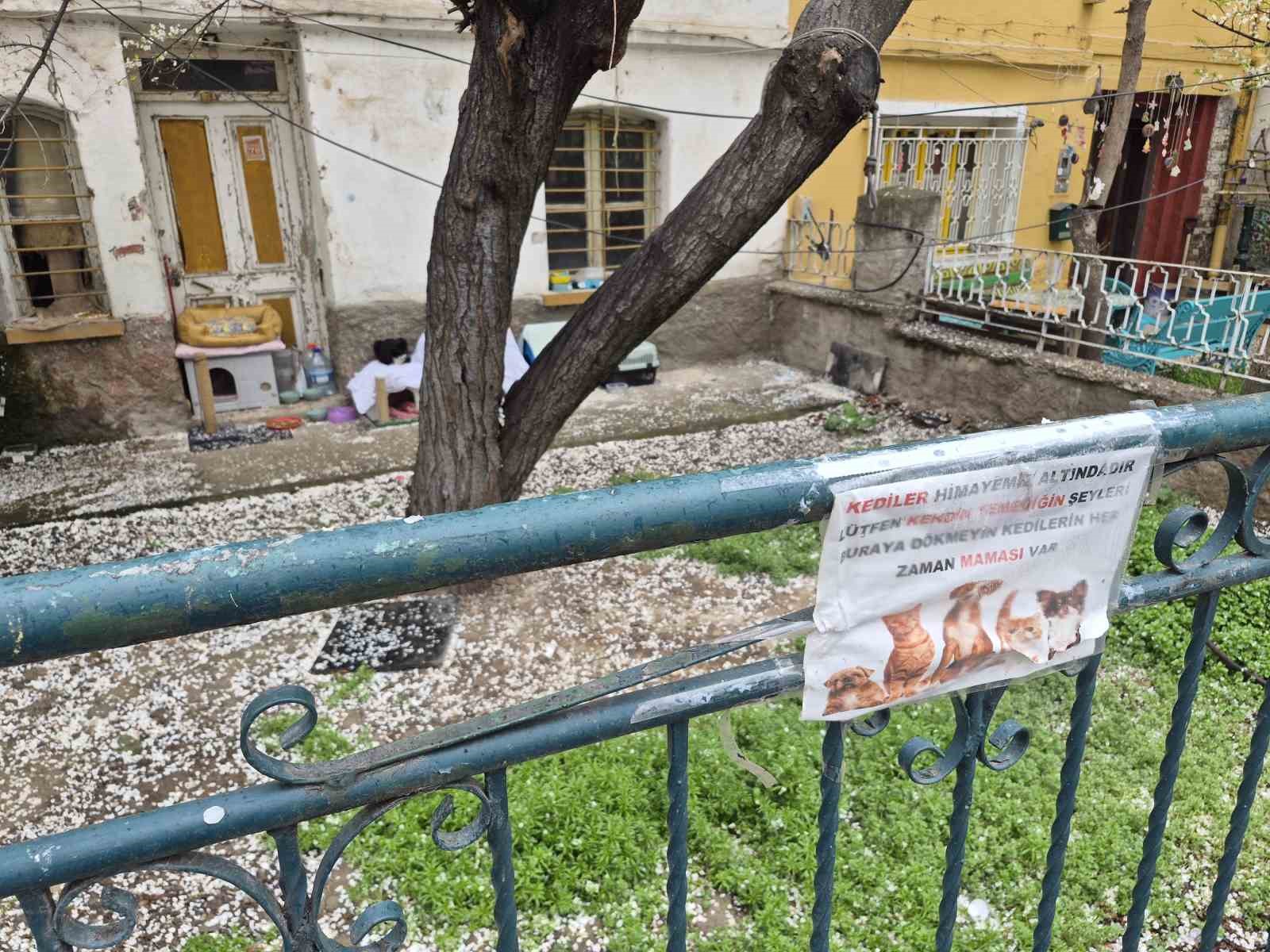 Hayvanseverlerin ilginç yazısı: "Kediler himayemiz altındadır"
