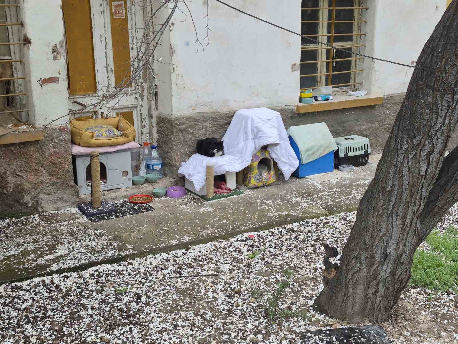 Hayvanseverlerin ilginç yazısı: "Kediler himayemiz altındadır"
