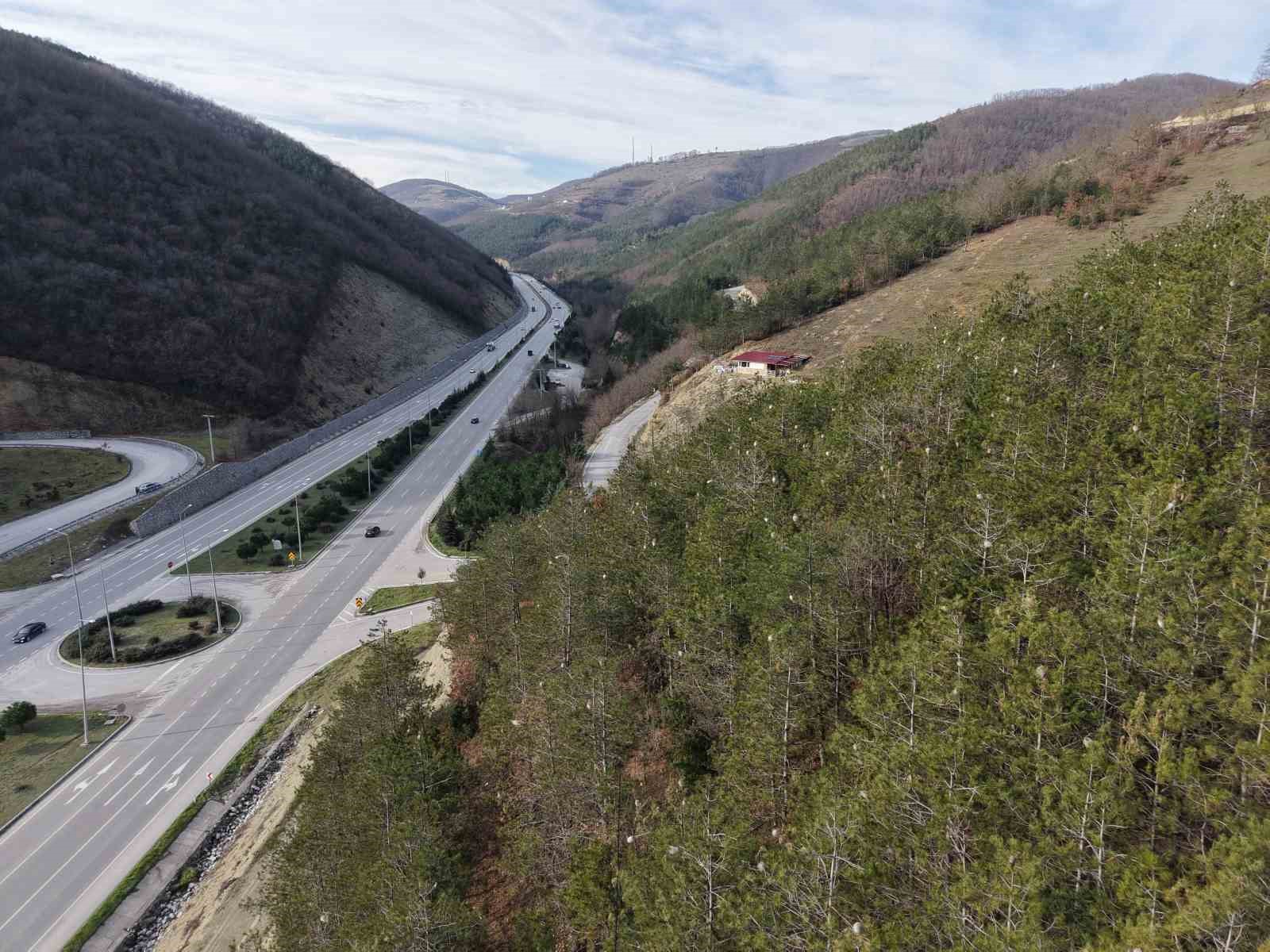 Hem ağaca hem insanlara zararı var: Samsun ormanlarında çam kese tırtılı istilası
