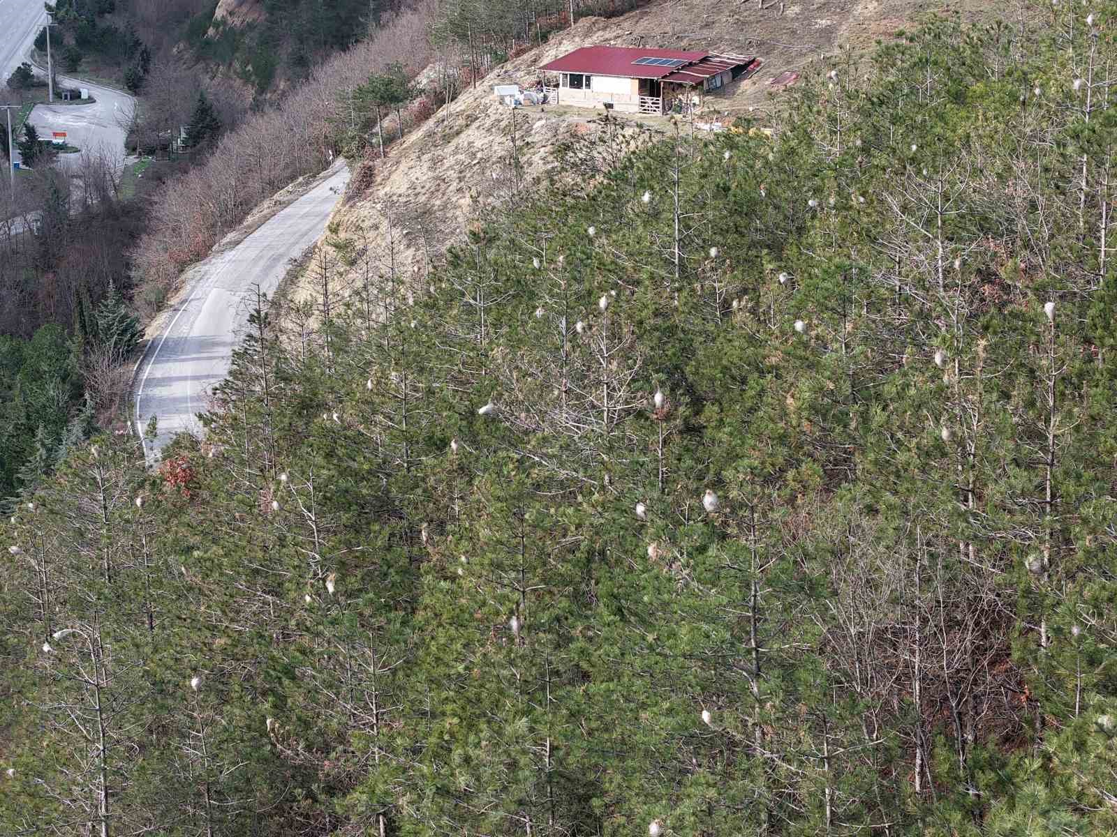 Hem ağaca hem insanlara zararı var: Samsun ormanlarında çam kese tırtılı istilası

