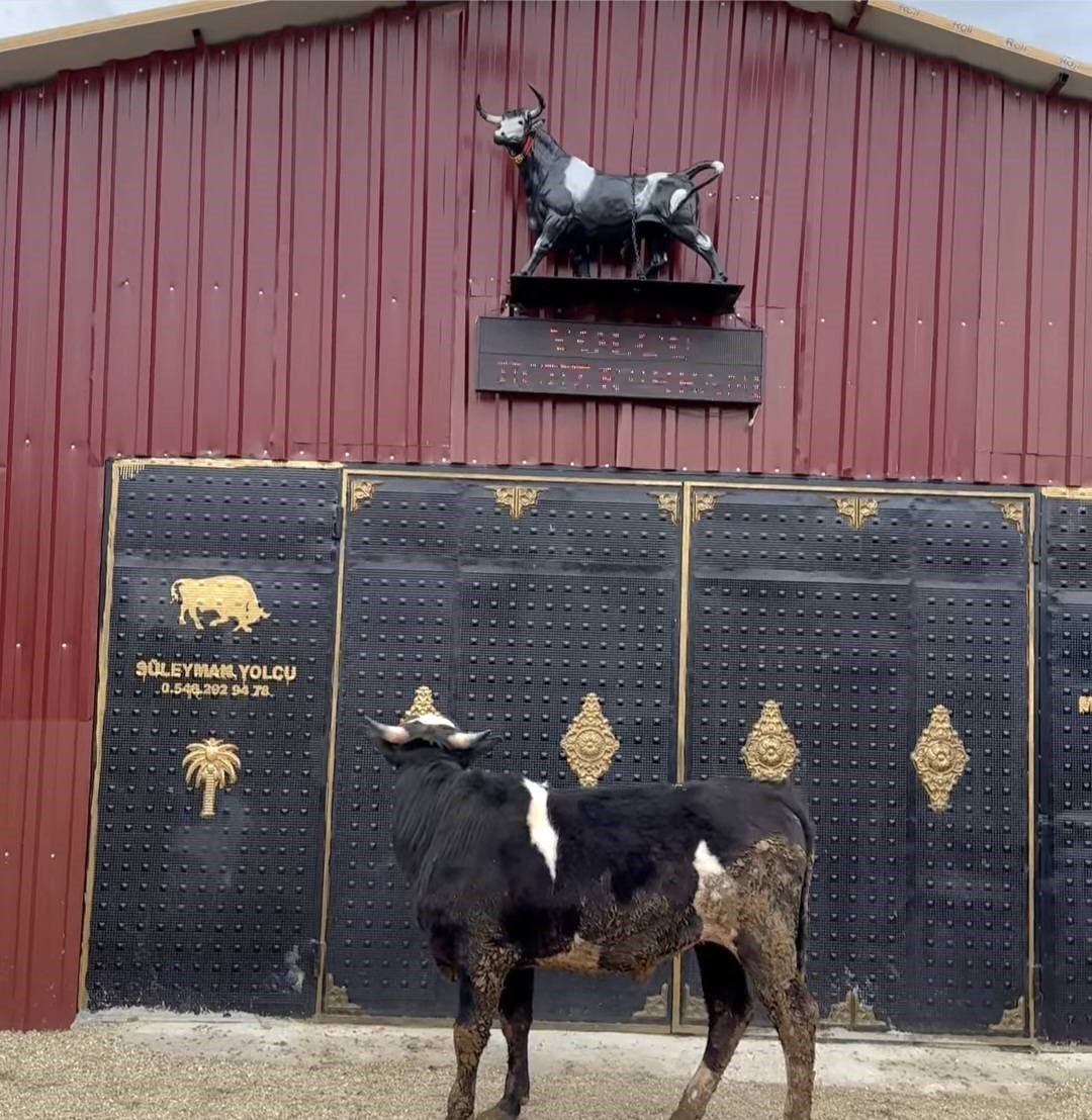 Heykeli gerçek sanıp kaçtı: Tosunun şaşkınlığı sosyal medyada gündem oldu
