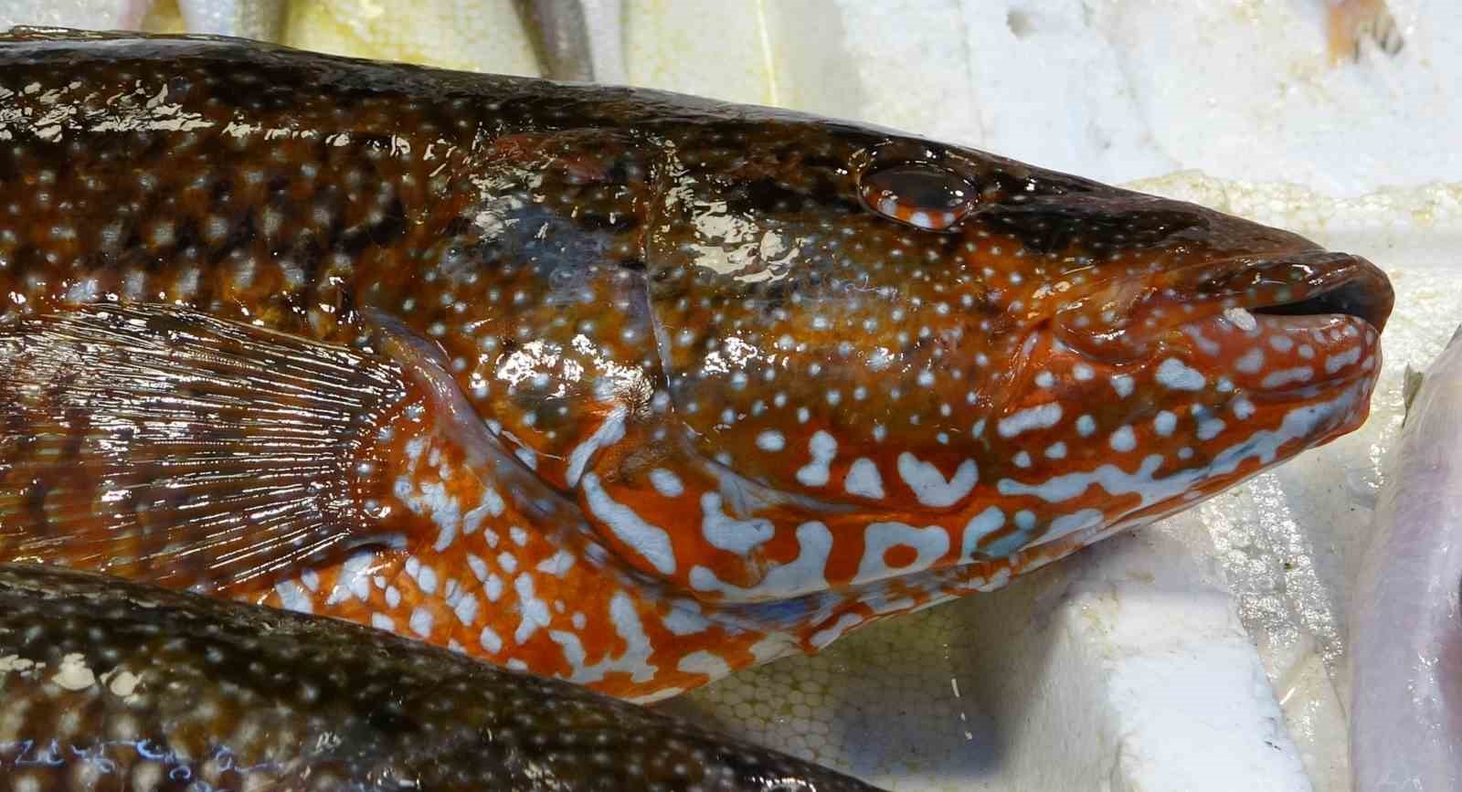 Hint Okyanusu’na özgü ‘portakal benekli lagos’ Mersin’de tezgaha çıktı
