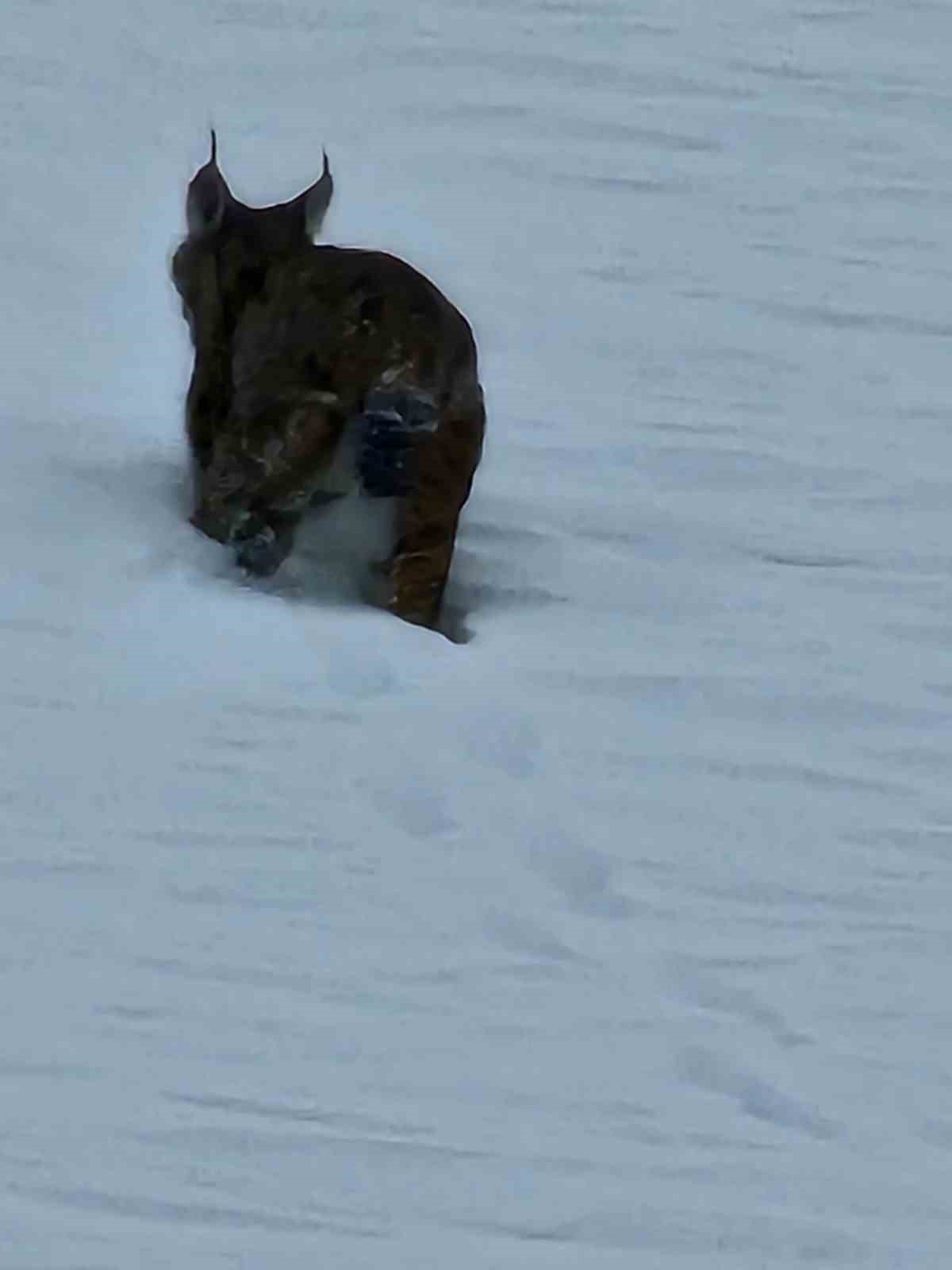 Hizan’da vaşak görüntülendi
