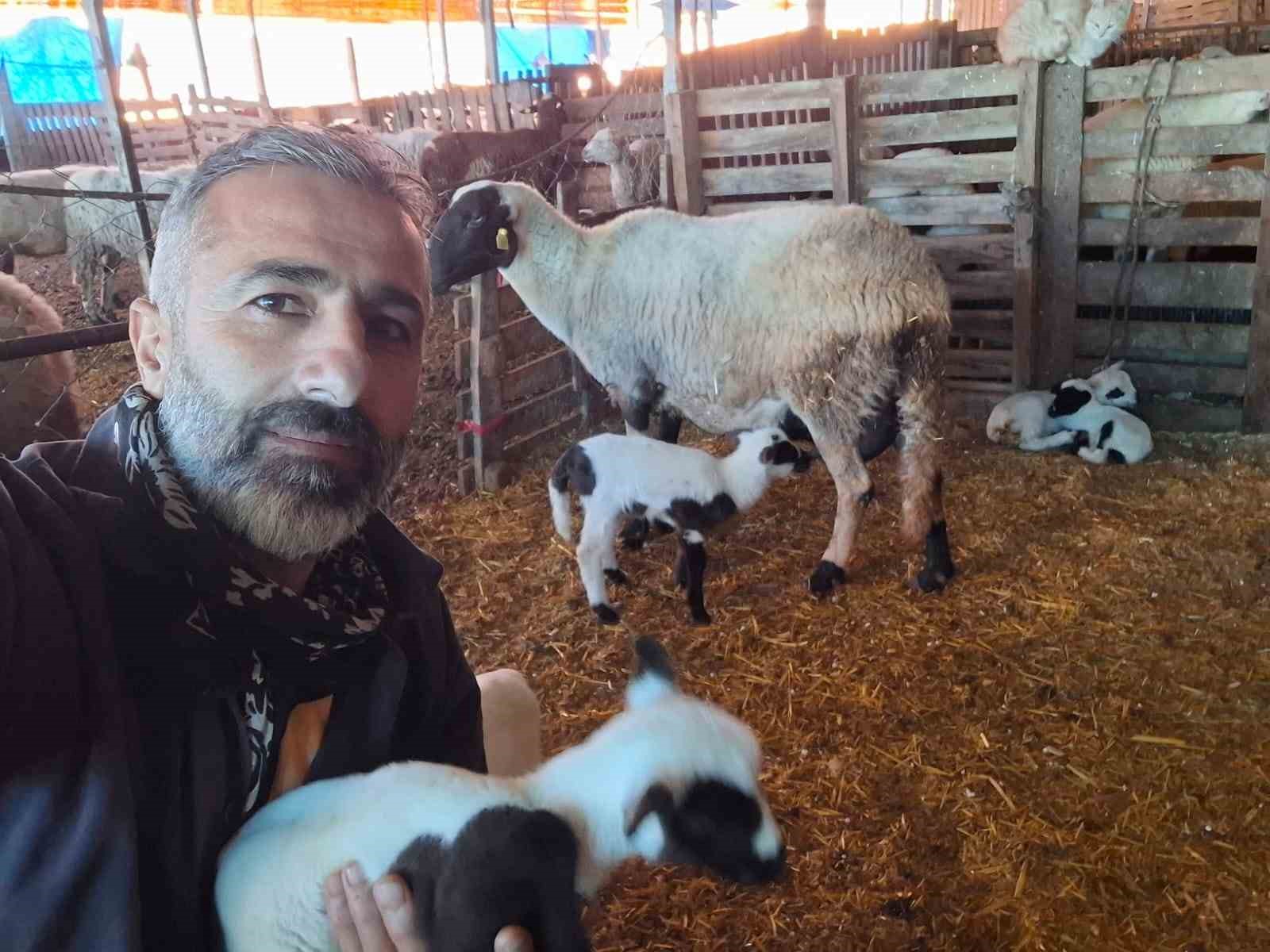 Hobi olarak 4 koyunla başlayan kardeşler 600 hayvan sayısına ulaştı
