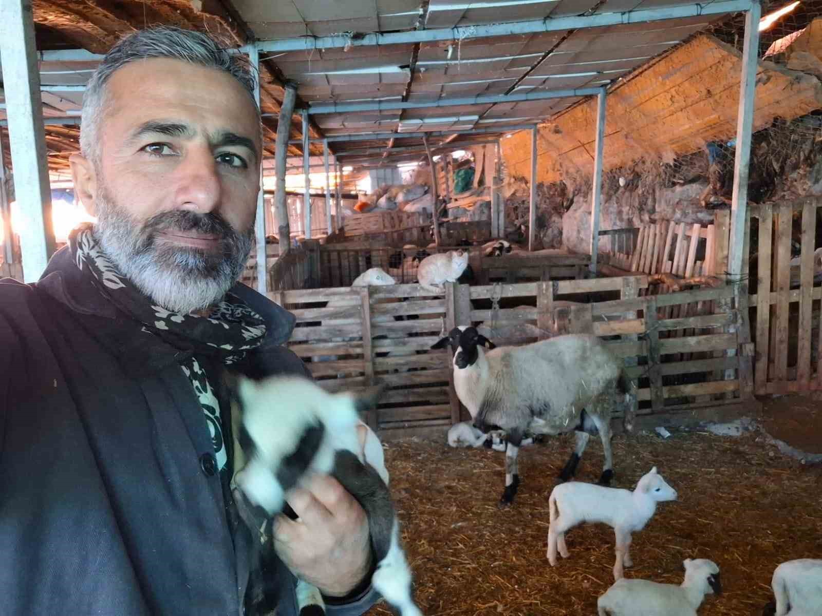 Hobi olarak 4 koyunla başlayan kardeşler 600 hayvan sayısına ulaştı
