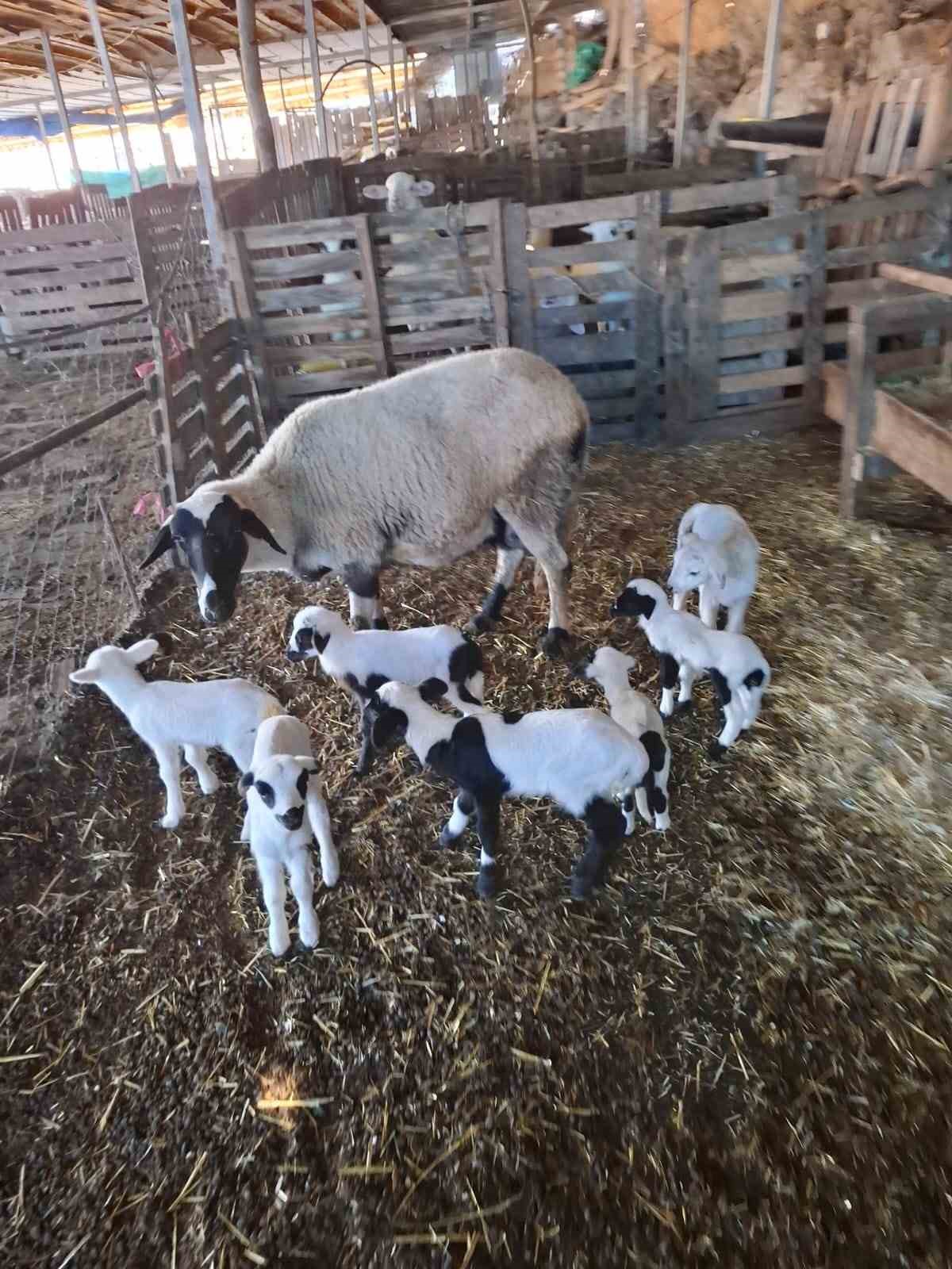 Hobi olarak 4 koyunla başlayan kardeşler 600 hayvan sayısına ulaştı
