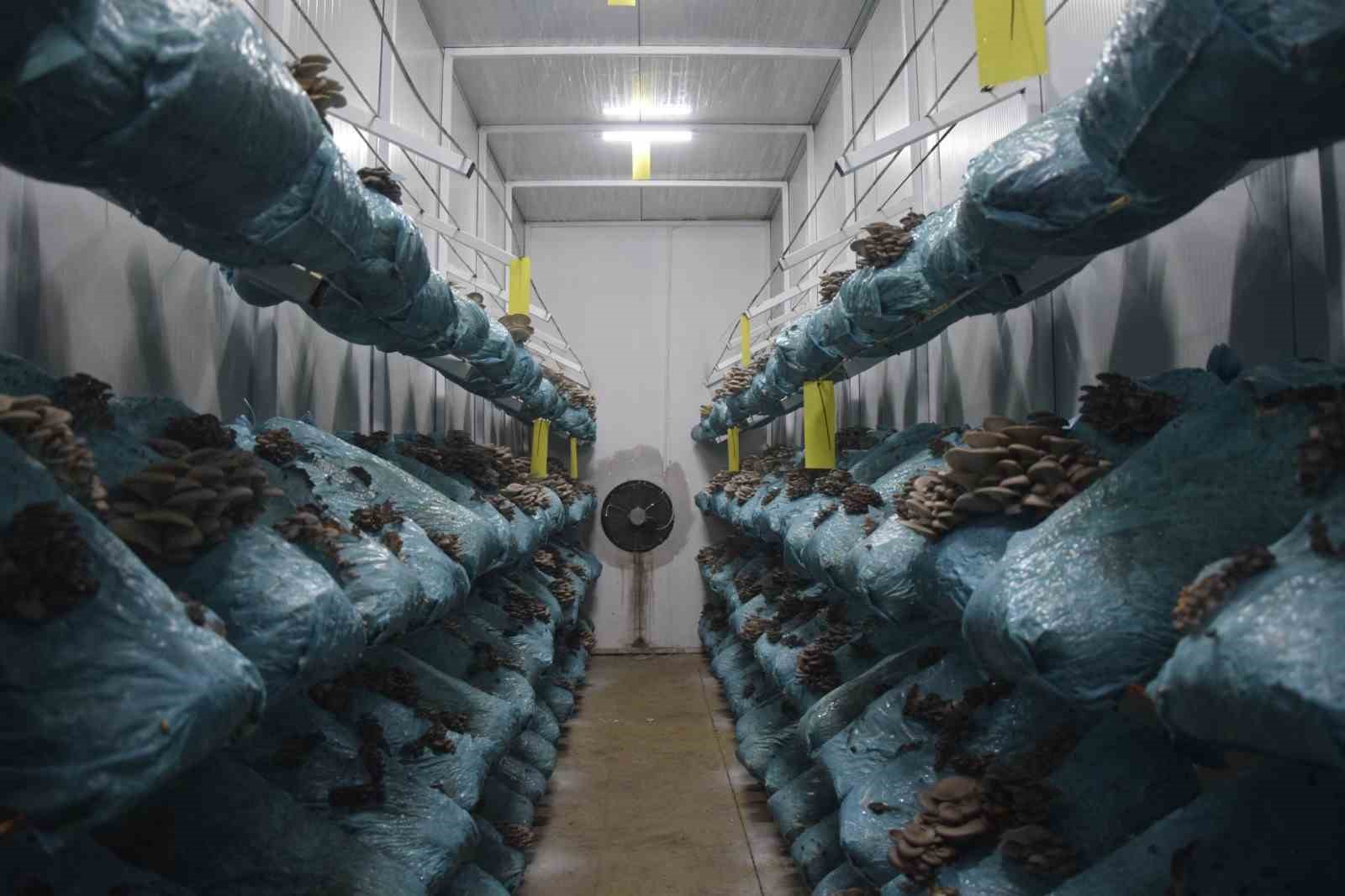 Hobi olarak başladığı mantar yetiştiriciliğinde günde 1 tona yakın hasat elde ediyor
