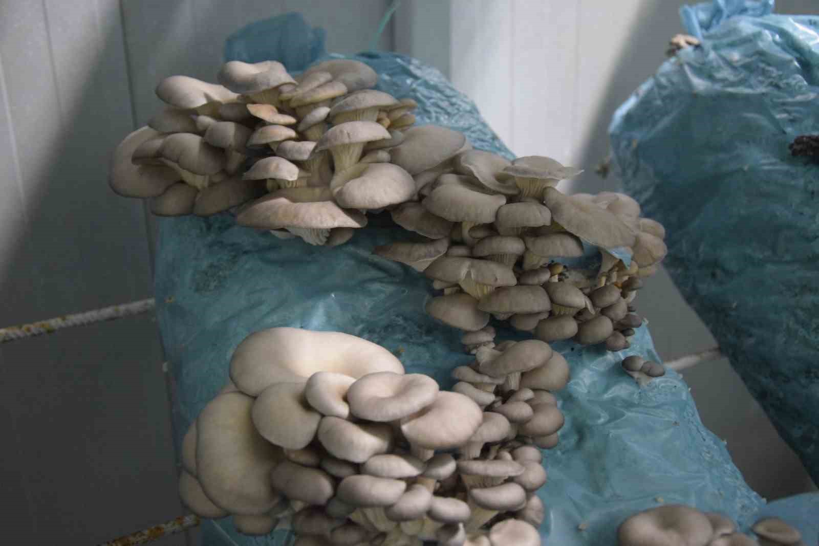 Hobi olarak başladığı mantar yetiştiriciliğinde günde 1 tona yakın hasat elde ediyor
