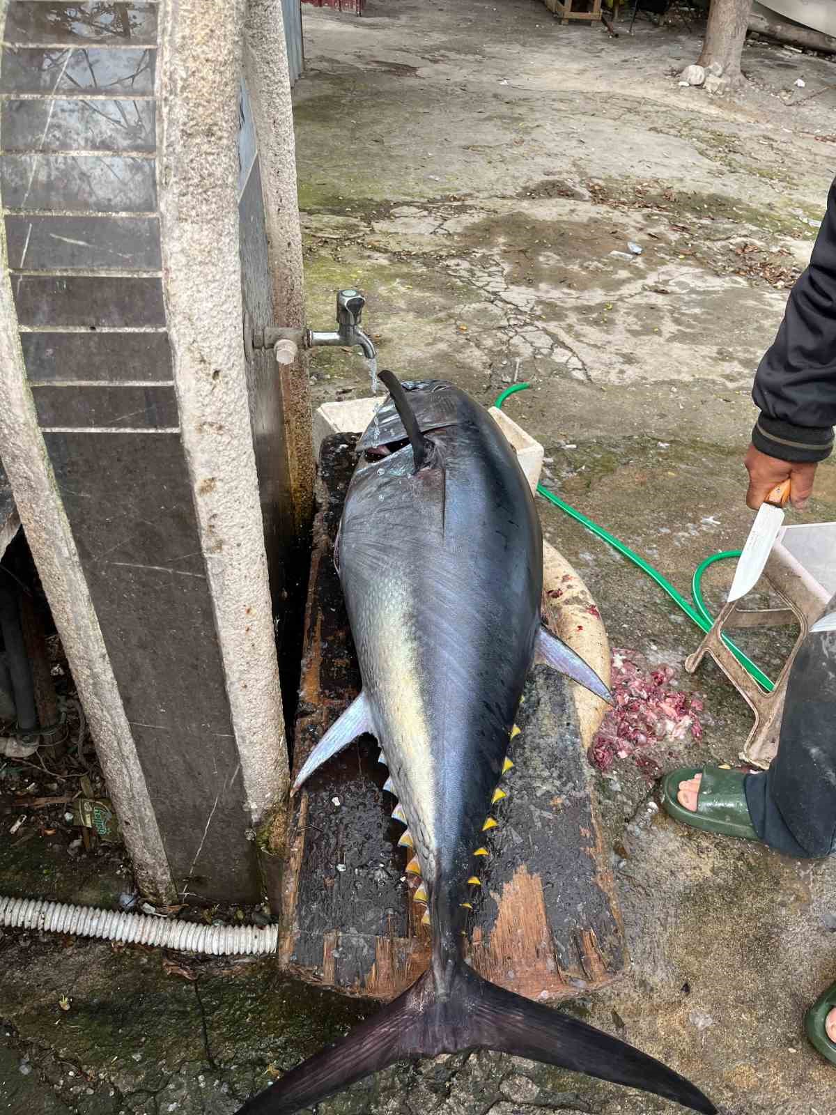 Hobi olarak olta balıkçılığı yapan öğretmen 60 kiloluk orkinos yakaladı

