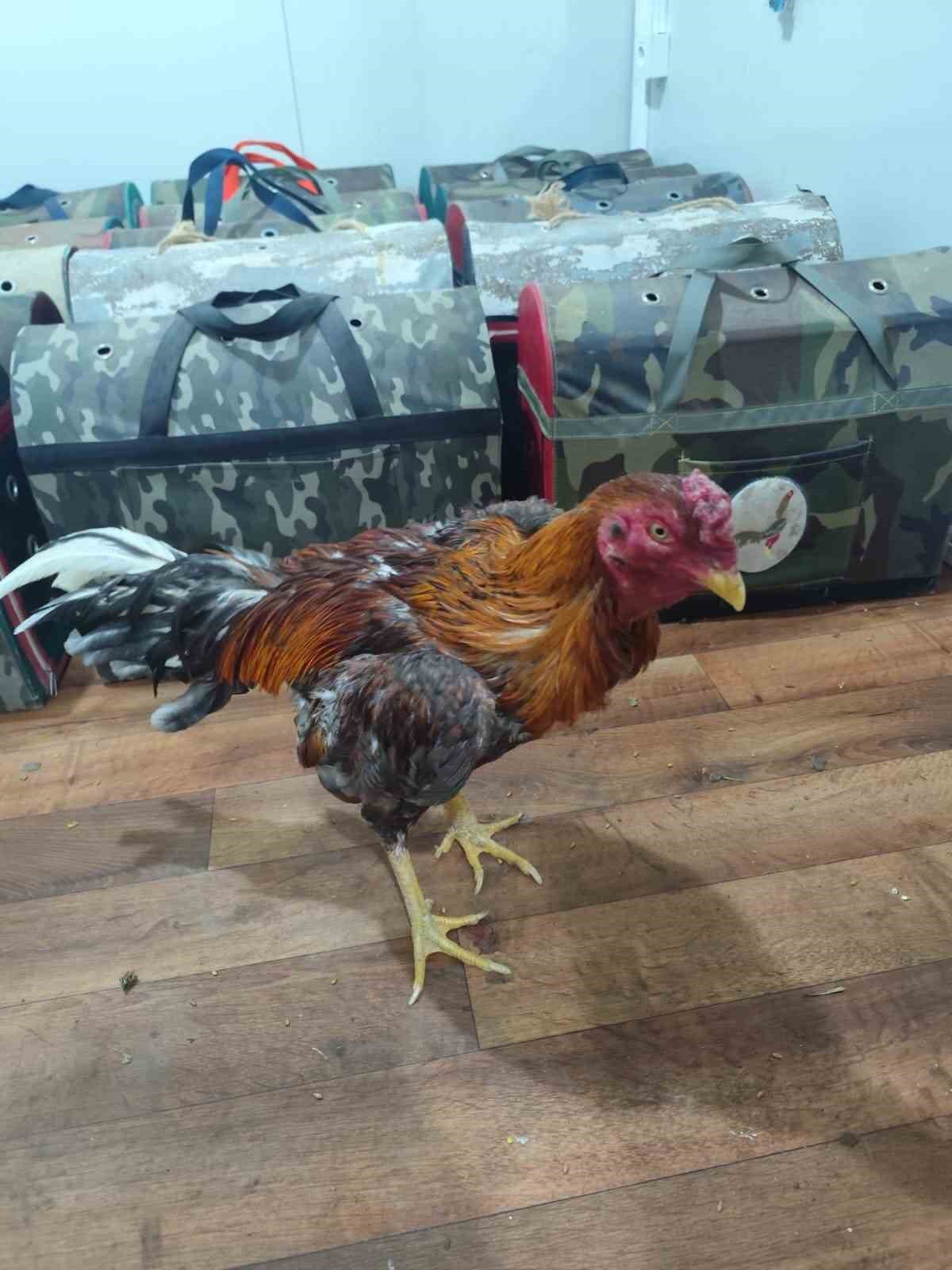 Horoz dövüşüne baskın: 16 kişiye 185 bin lira ceza
