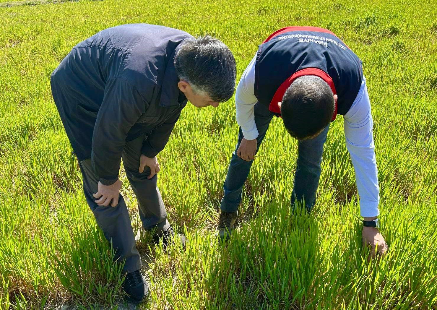 Hububat ta görülen süne ve diğer zararlılara karşı kontroller başladı

