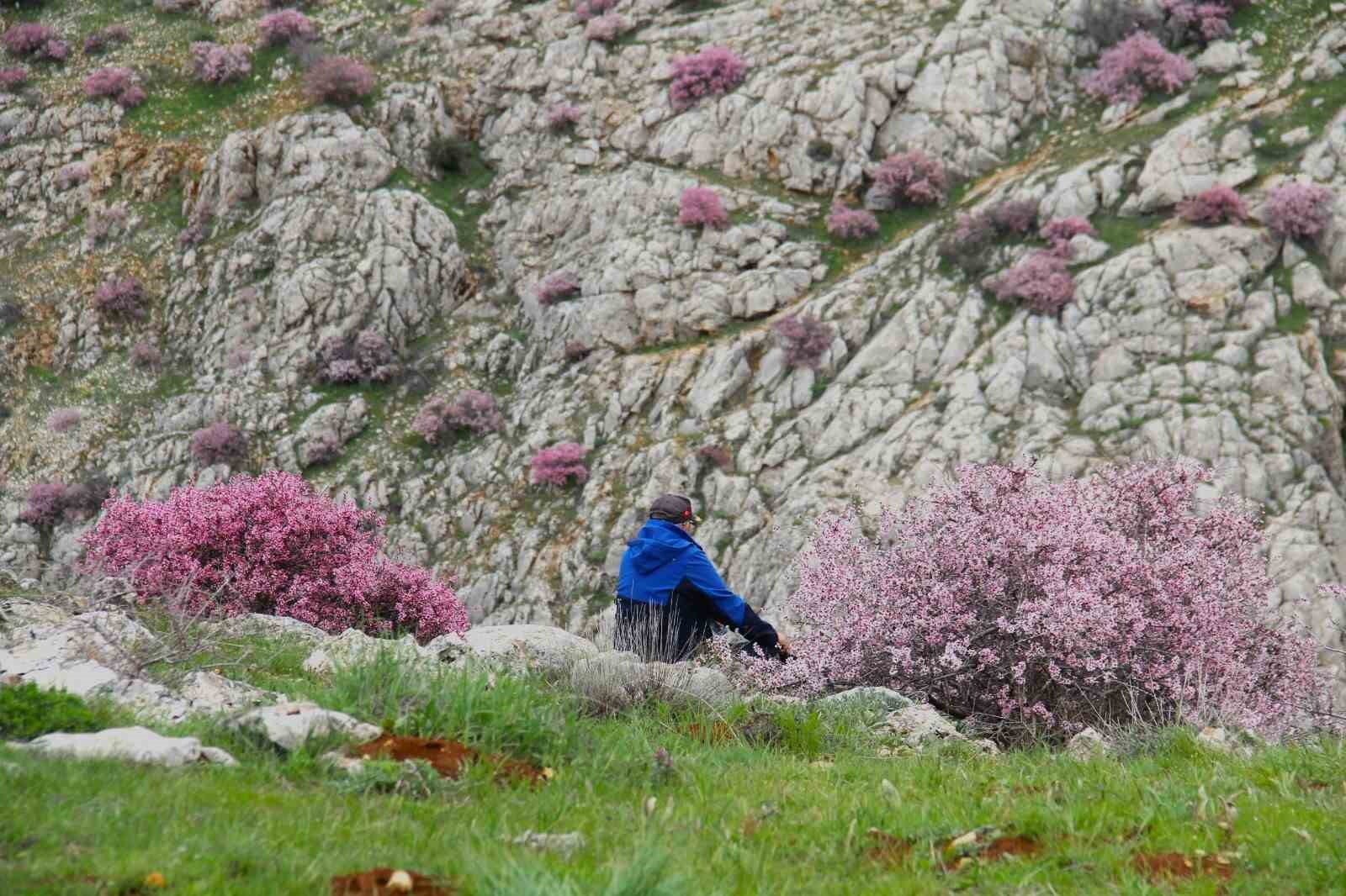 Hurman Çayı çevresinde yabani bademler pembe çiçek açtı
