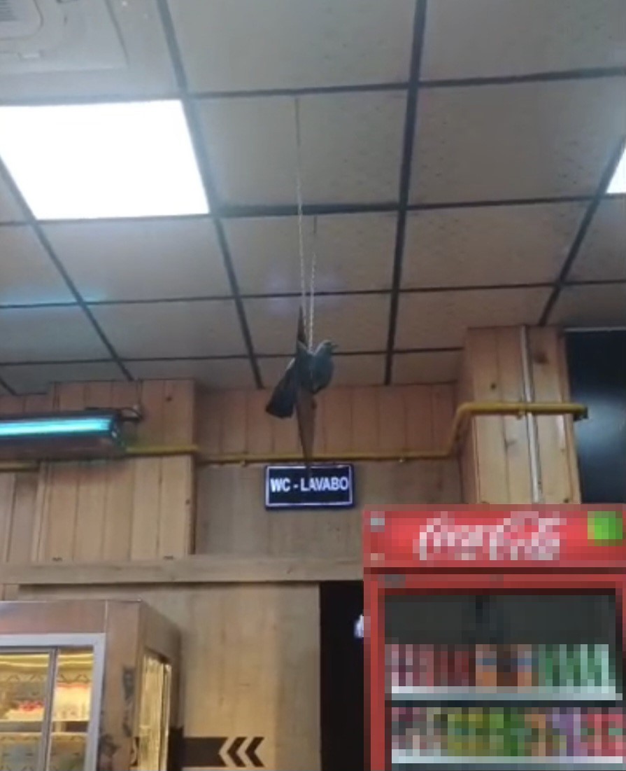 İftarda lokantaya giren güvercin ortalığı karıştırdı
