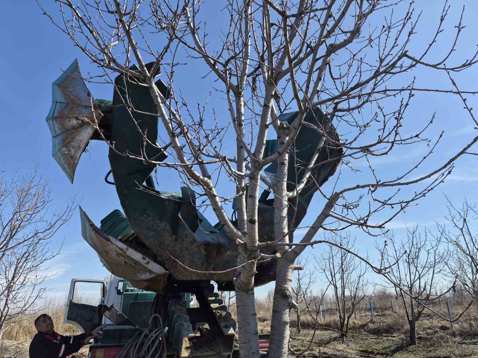 Iğdır’da 15-16 yıllık 77 kiraz ağacı taşınarak kesilmekten kurtarıldı
