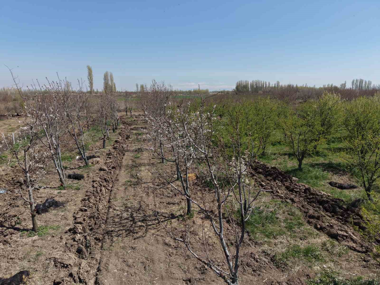 Iğdır’da 15-16 yıllık 77 kiraz ağacı taşınarak kesilmekten kurtarıldı
