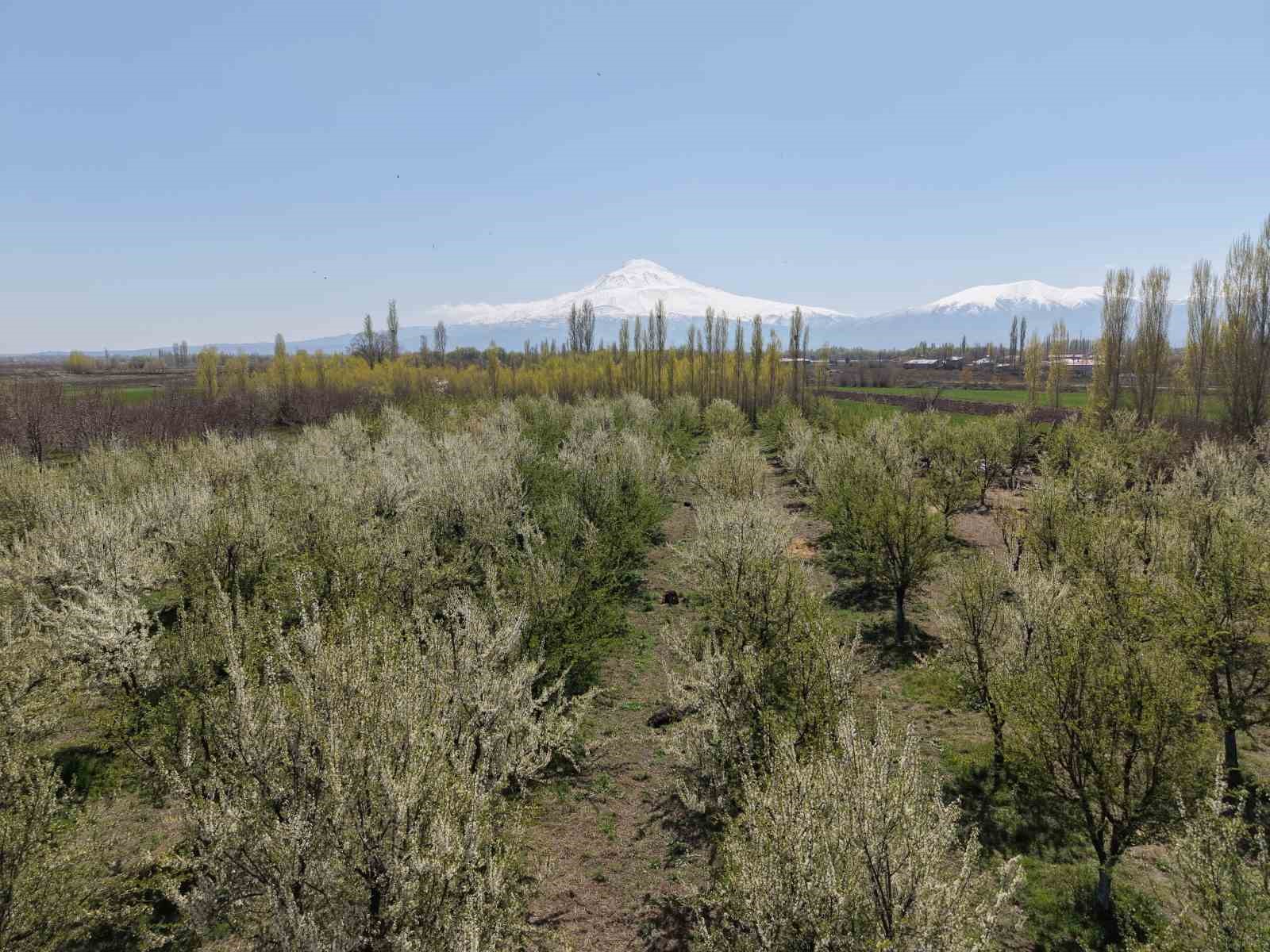 Iğdır’da çiftçiler meyve ağaçlarını dumanlama yöntemi ile soğuktan korudu
Iğdır’da çiftçiler meyve ağaçlarını dumanlama yöntemi ile soğuktan korudu