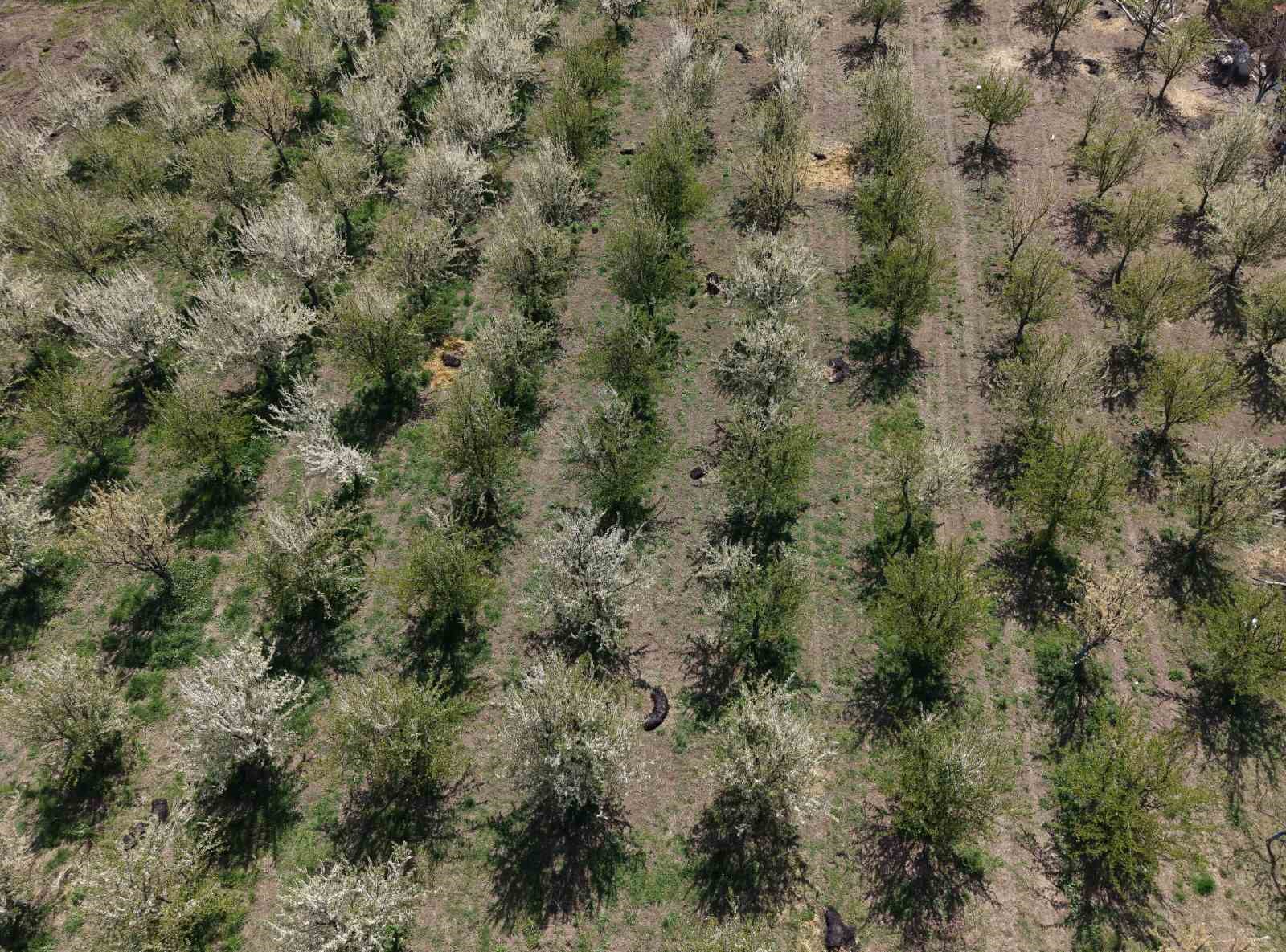 Iğdır’da çiftçiler meyve ağaçlarını dumanlama yöntemi ile soğuktan korudu
Iğdır’da çiftçiler meyve ağaçlarını dumanlama yöntemi ile soğuktan korudu