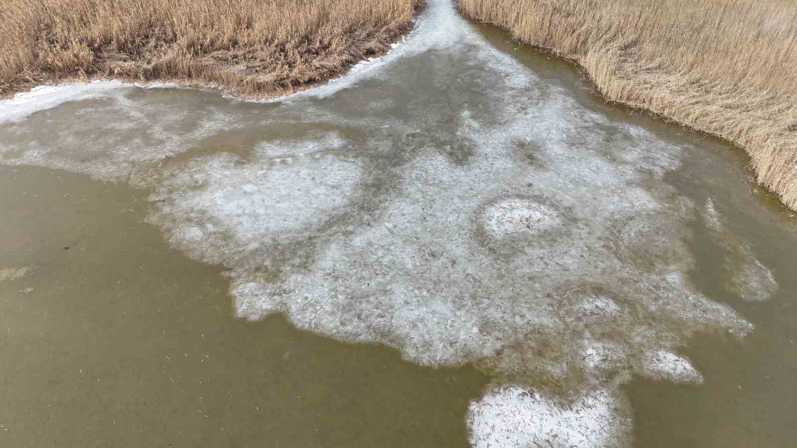 Iğdır’da donan Karasu Sazlığı’nda buzlar eriyor
Iğdır’da donan Karasu Sazlığı’nda buzlar eriyor