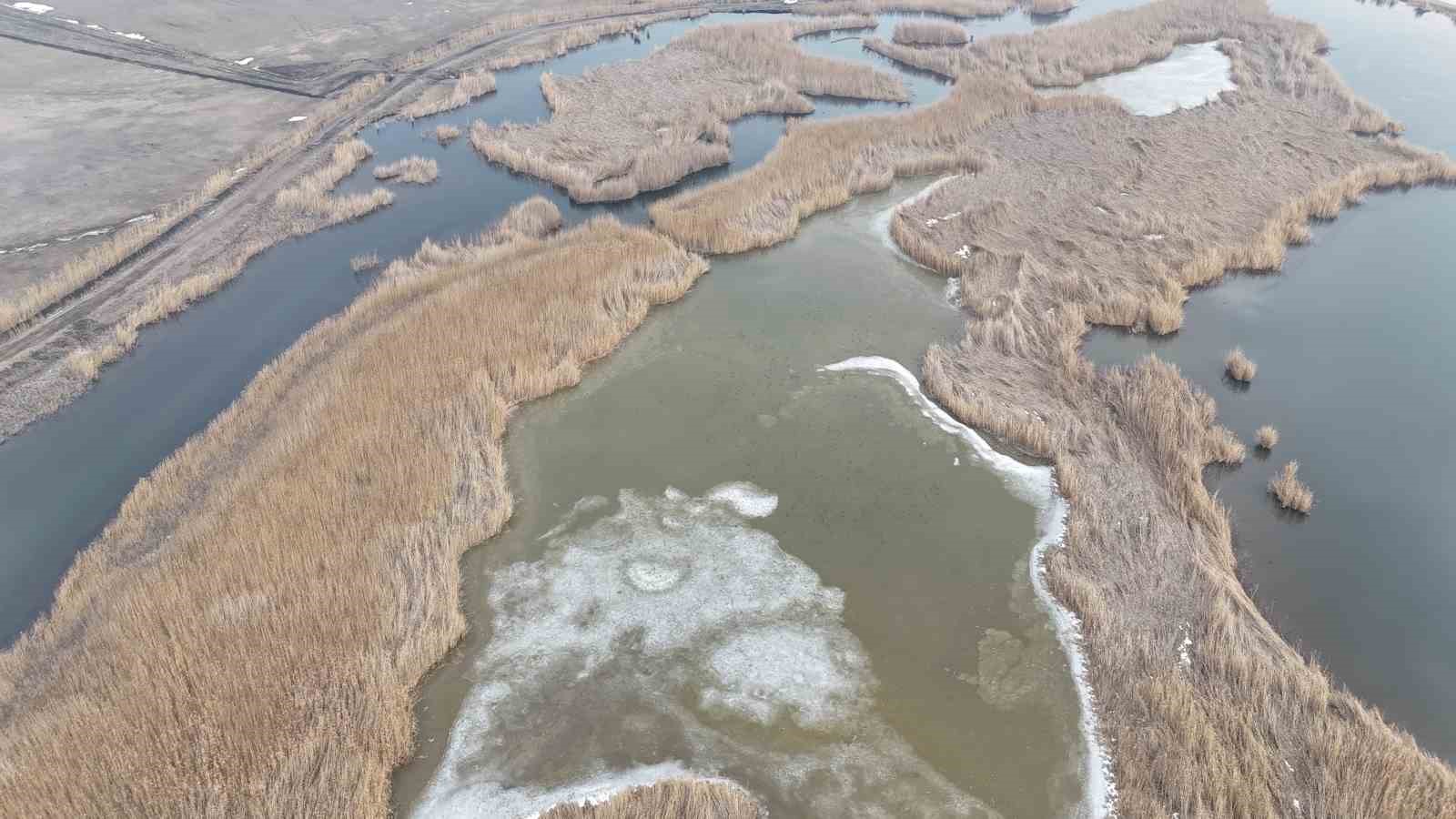 Iğdır’da donan Karasu Sazlığı’nda buzlar eriyor
Iğdır’da donan Karasu Sazlığı’nda buzlar eriyor