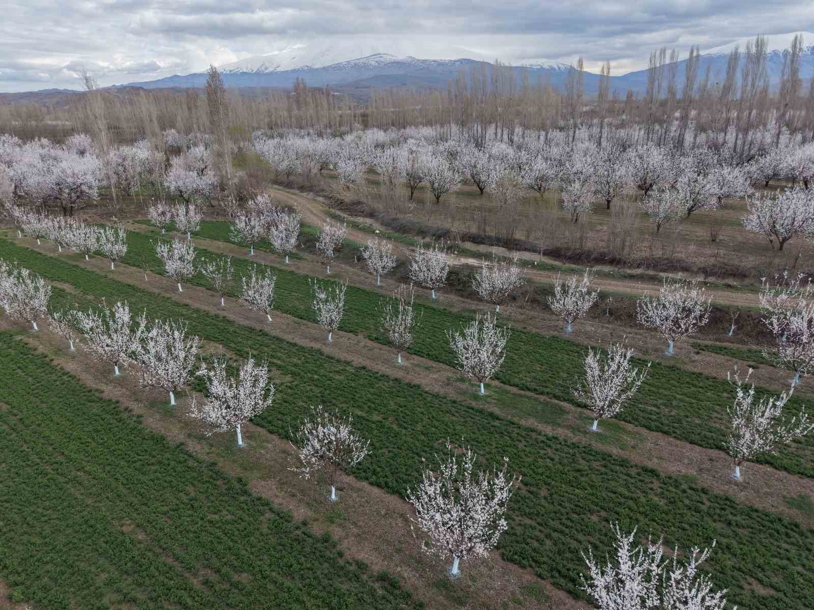 Iğdır’da kayısı ağaçları çiçek açtı, ova beyaza büründü
