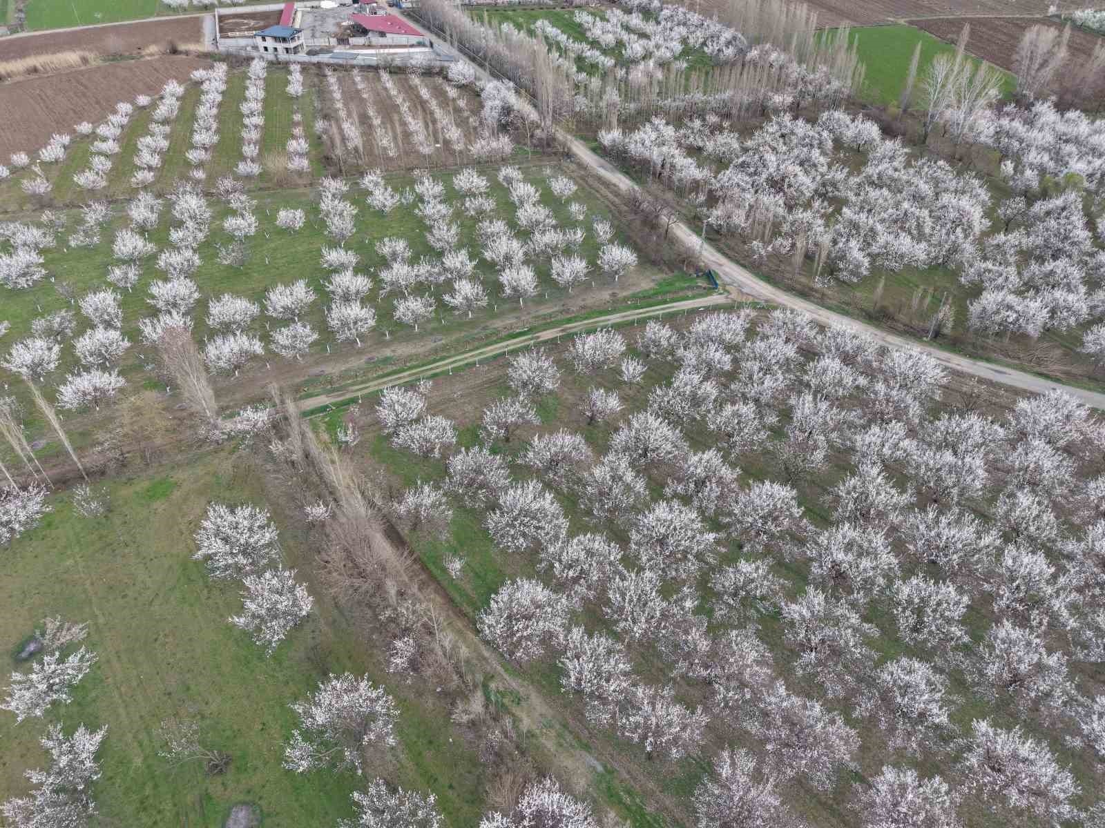 Iğdır’da kayısı ağaçları çiçek açtı, ova beyaza büründü
