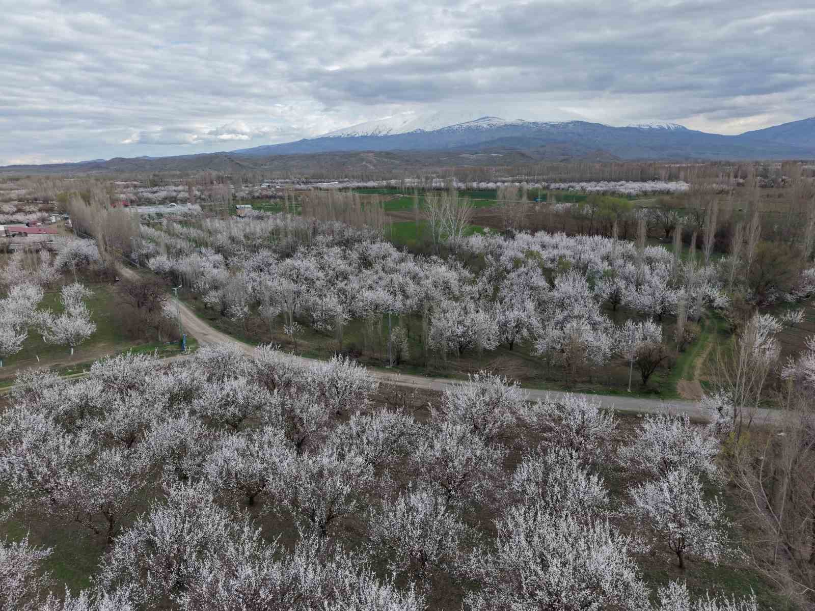 Iğdır’da kayısı ağaçları çiçek açtı, ova beyaza büründü
