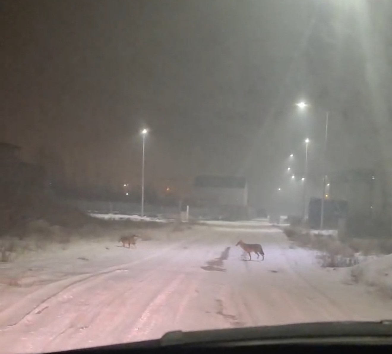 Iğdır’da kurtlar yerleşim yerlerine indi

