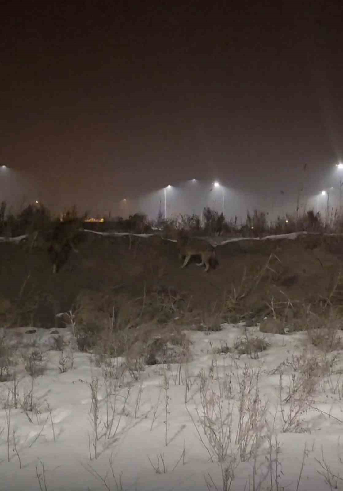 Iğdır’da kurtlar yerleşim yerlerine indi
