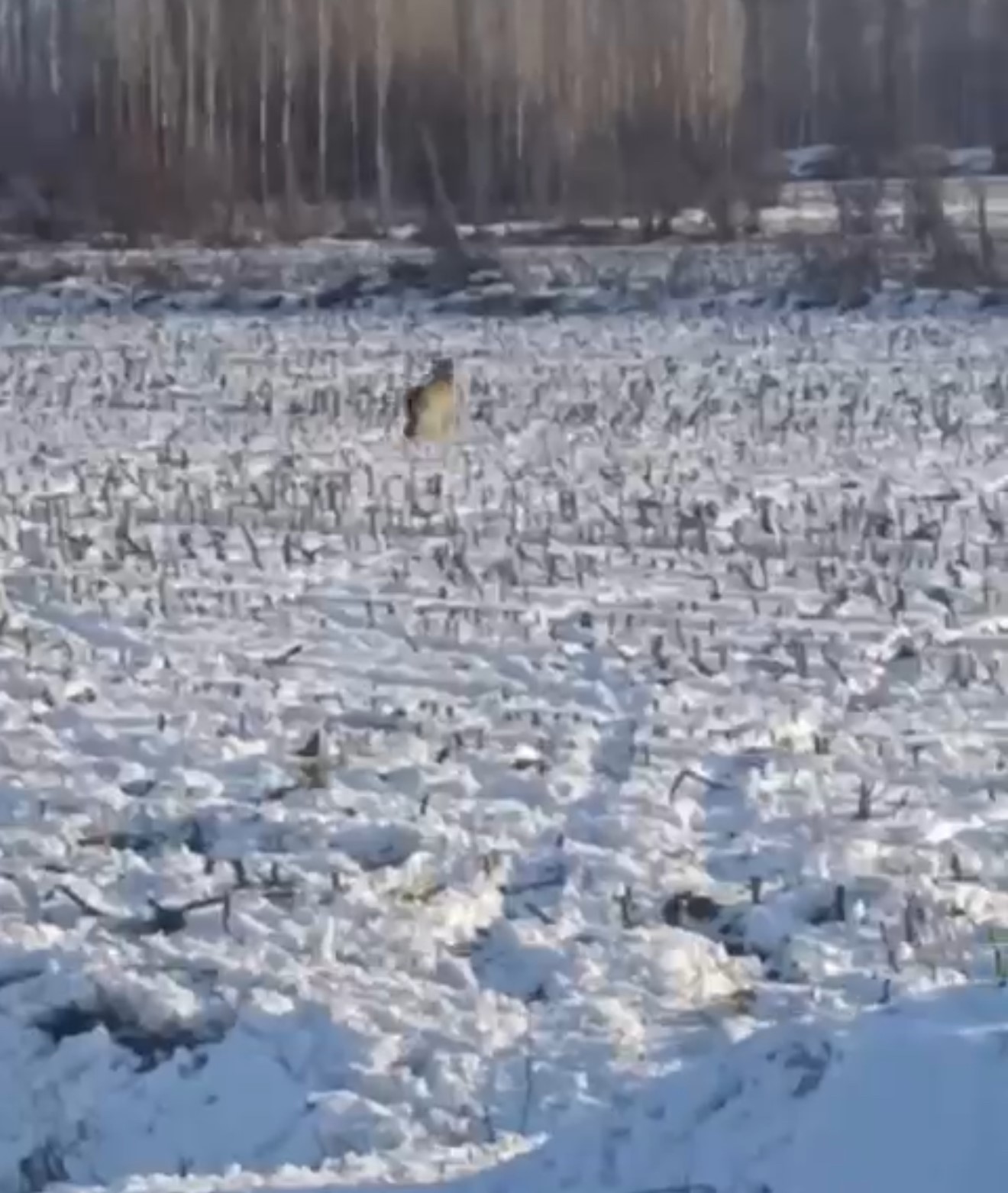 Iğdır’da kurtlar yerleşim yerlerine indi

