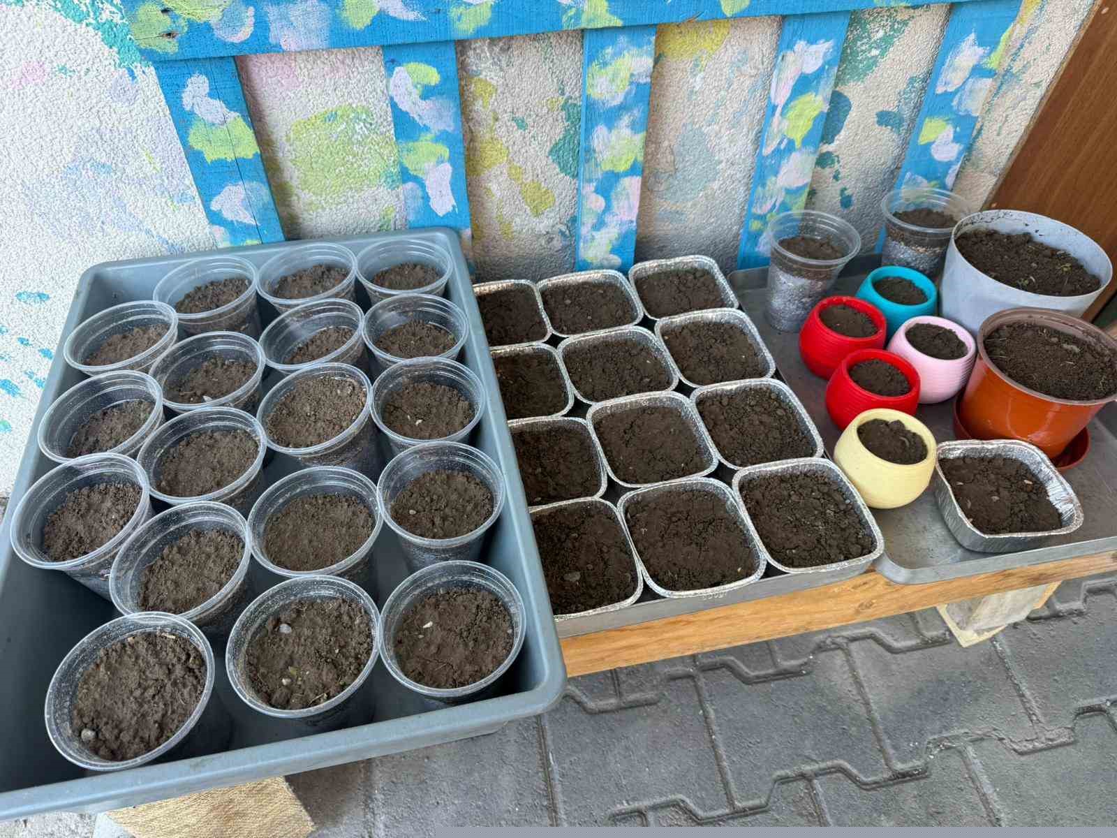 Iğdır’da Nevruz’un simgesi semeniler hazırlanmaya başlandı
