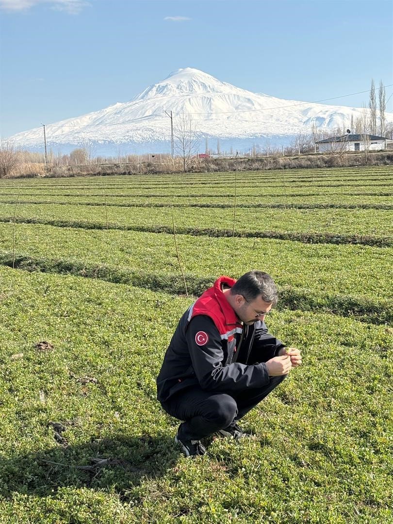 Iğdır’da yonca tarlalarında yonca hortumlu böceği ile mücadele
