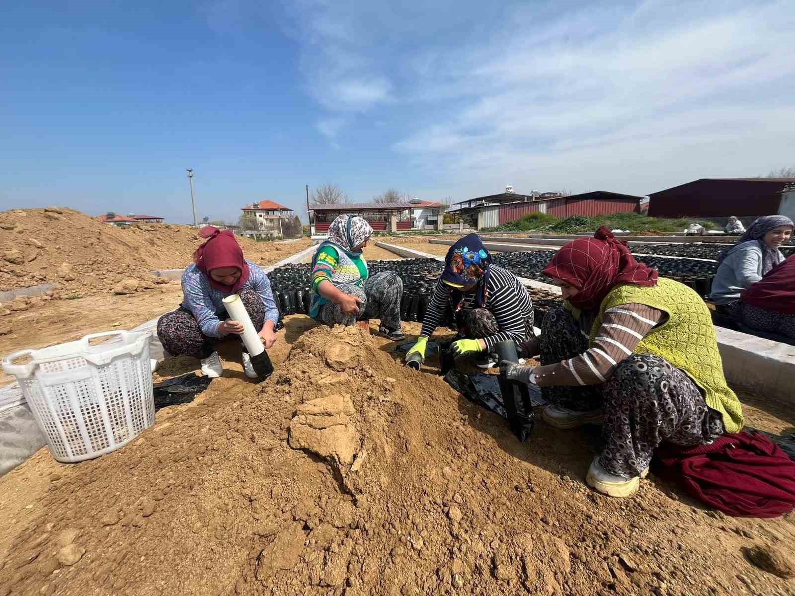 İki kardeşten üzüm fidanında büyük başarı
