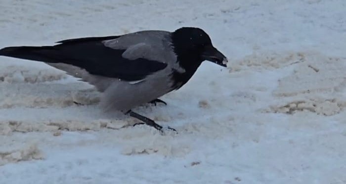 İlçe beyaza büründü, aç kalan kargalar sokaklara indi
