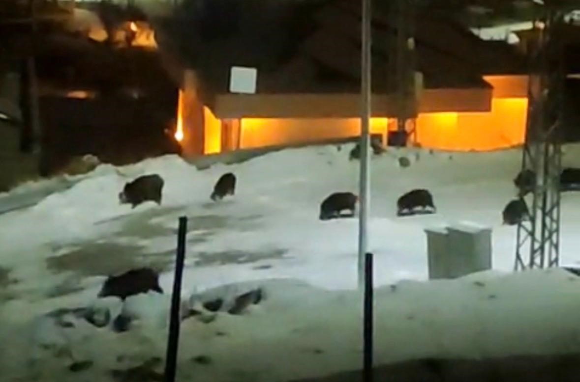 İlçe merkezine inen domuz sürüsü kamerada
