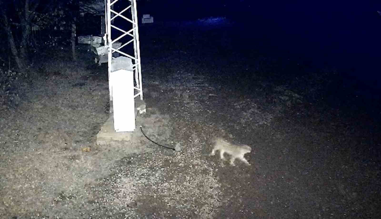 İlçe merkezine inen vaşak kamerada
