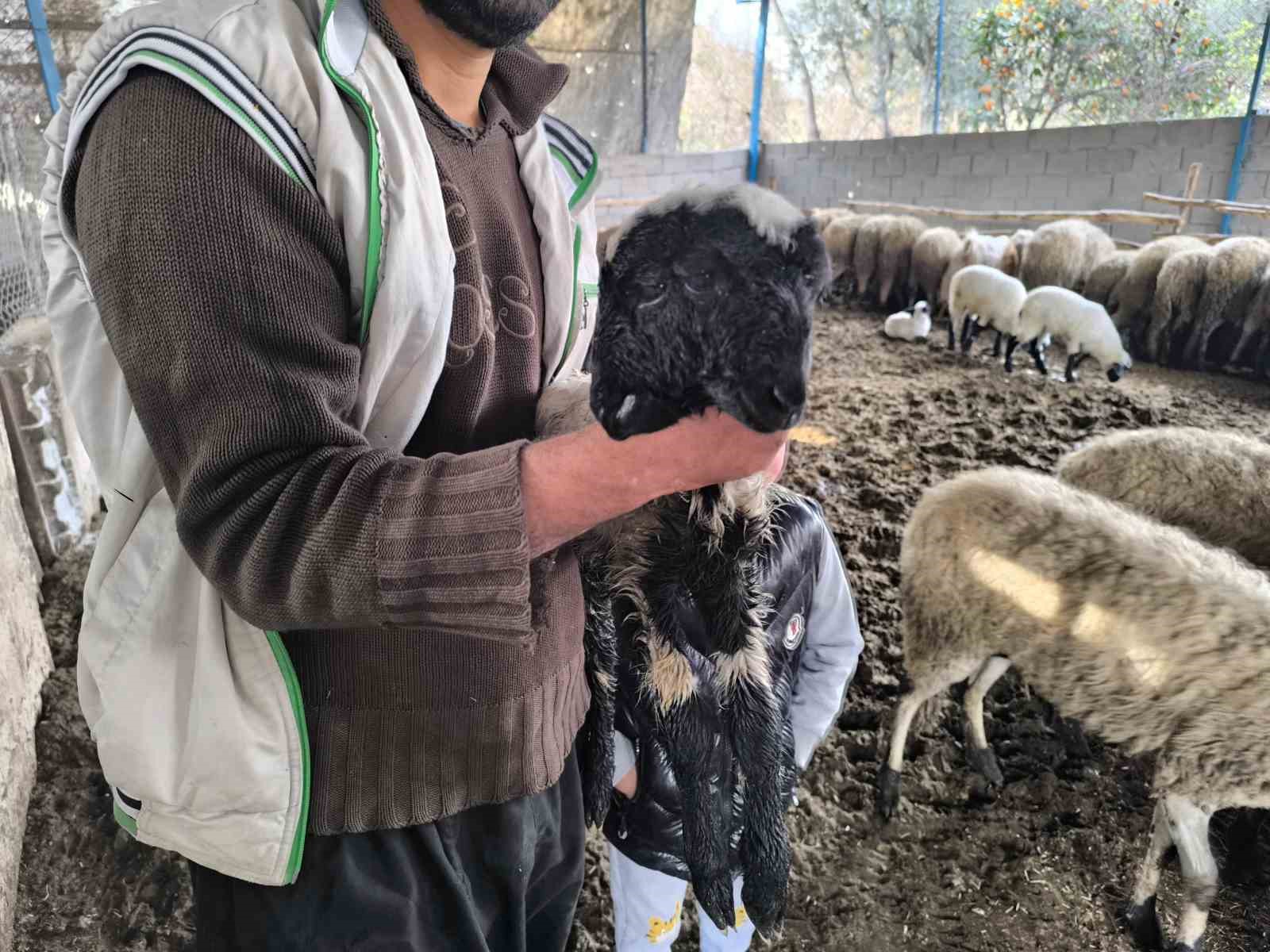 İlgi odağı olan çift başlı ve 4 gözlü kuzu 1 gün yaşayabildi
