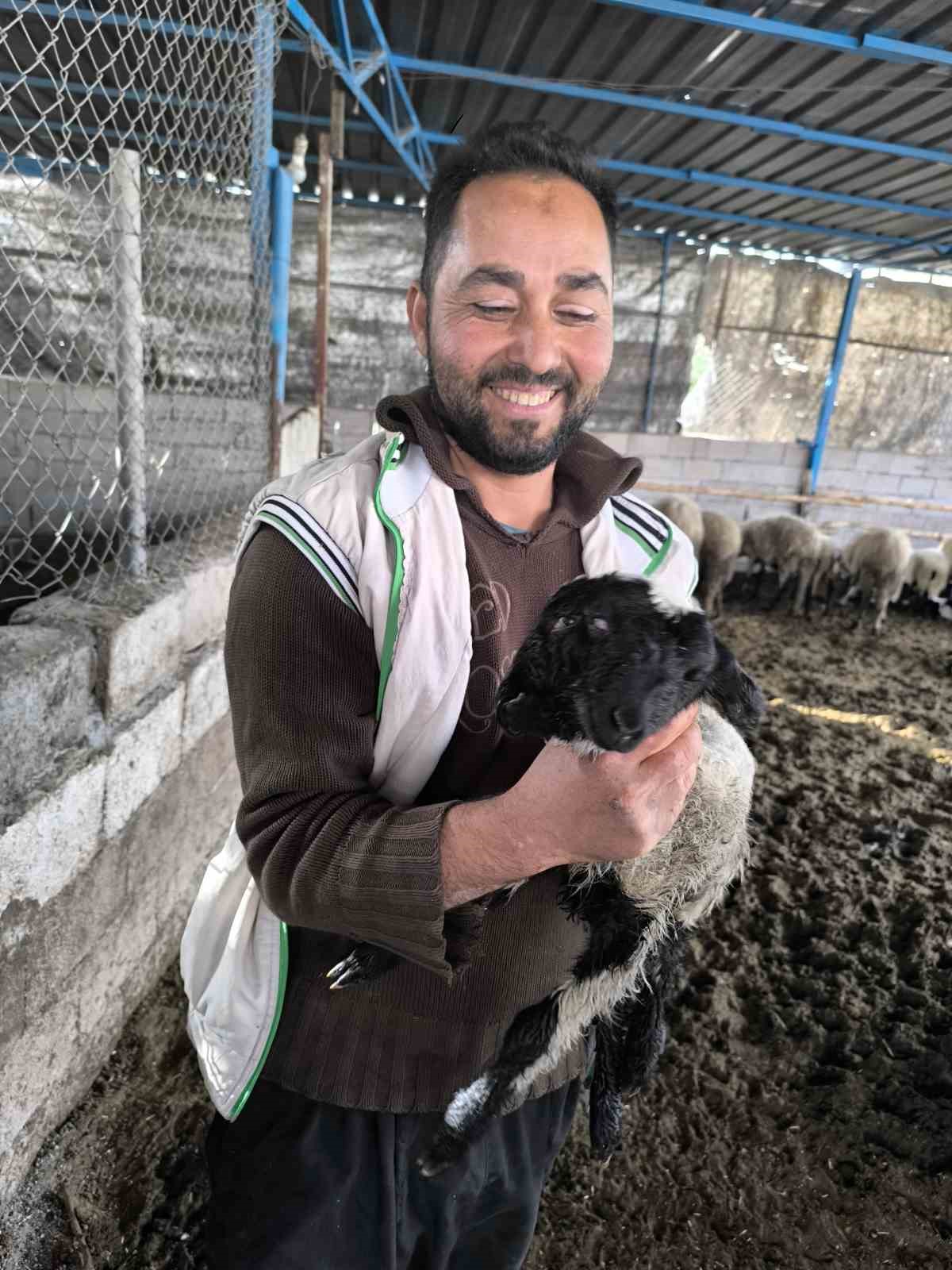 İlgi odağı olan çift başlı ve 4 gözlü kuzu 1 gün yaşayabildi
