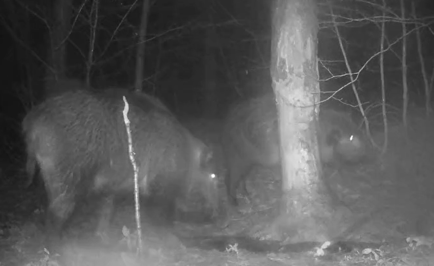 İlginç hobisi ile yaban hayatı fotokapanla izliyor
