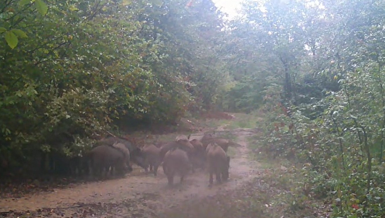 İlginç hobisi ile yaban hayatı fotokapanla izliyor
