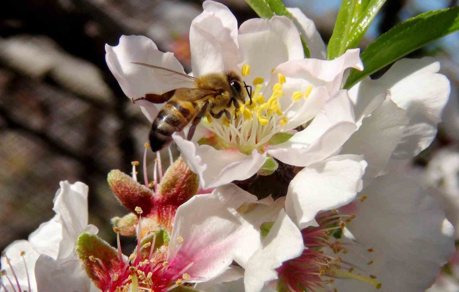 İlk cemre havaya düştü
