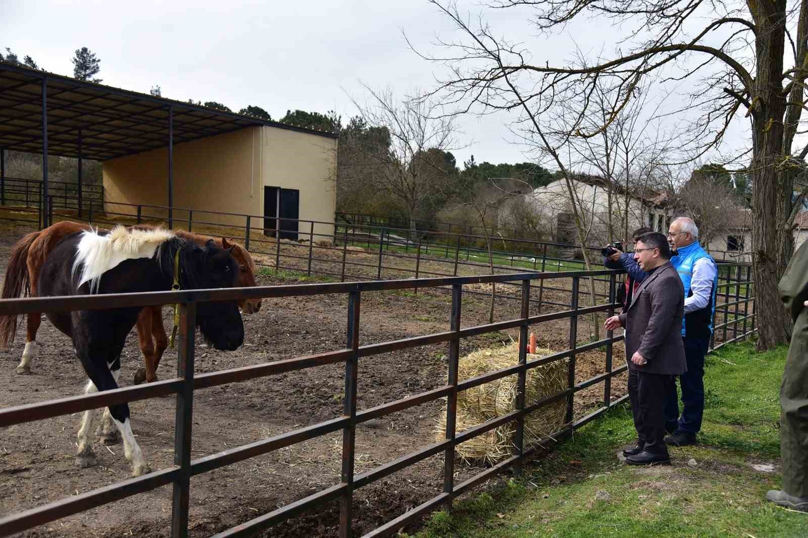 İlk tüp tay Balat 2 yaşında
