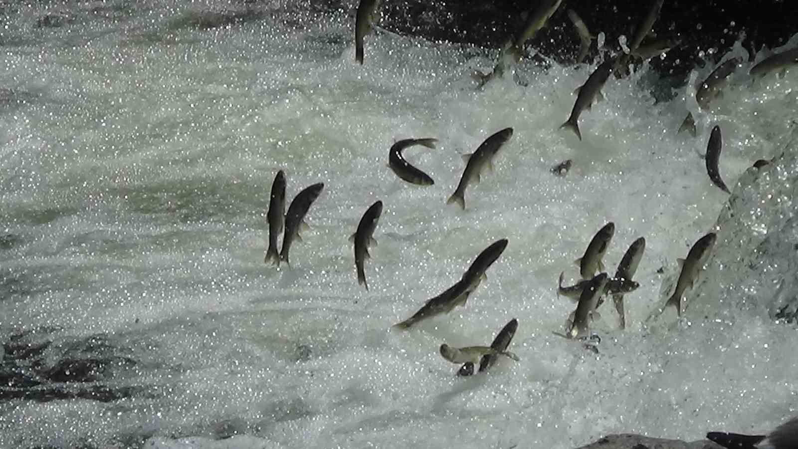 İnci kefalleri Van İl Jandarma Komutanlığı’na emanet
